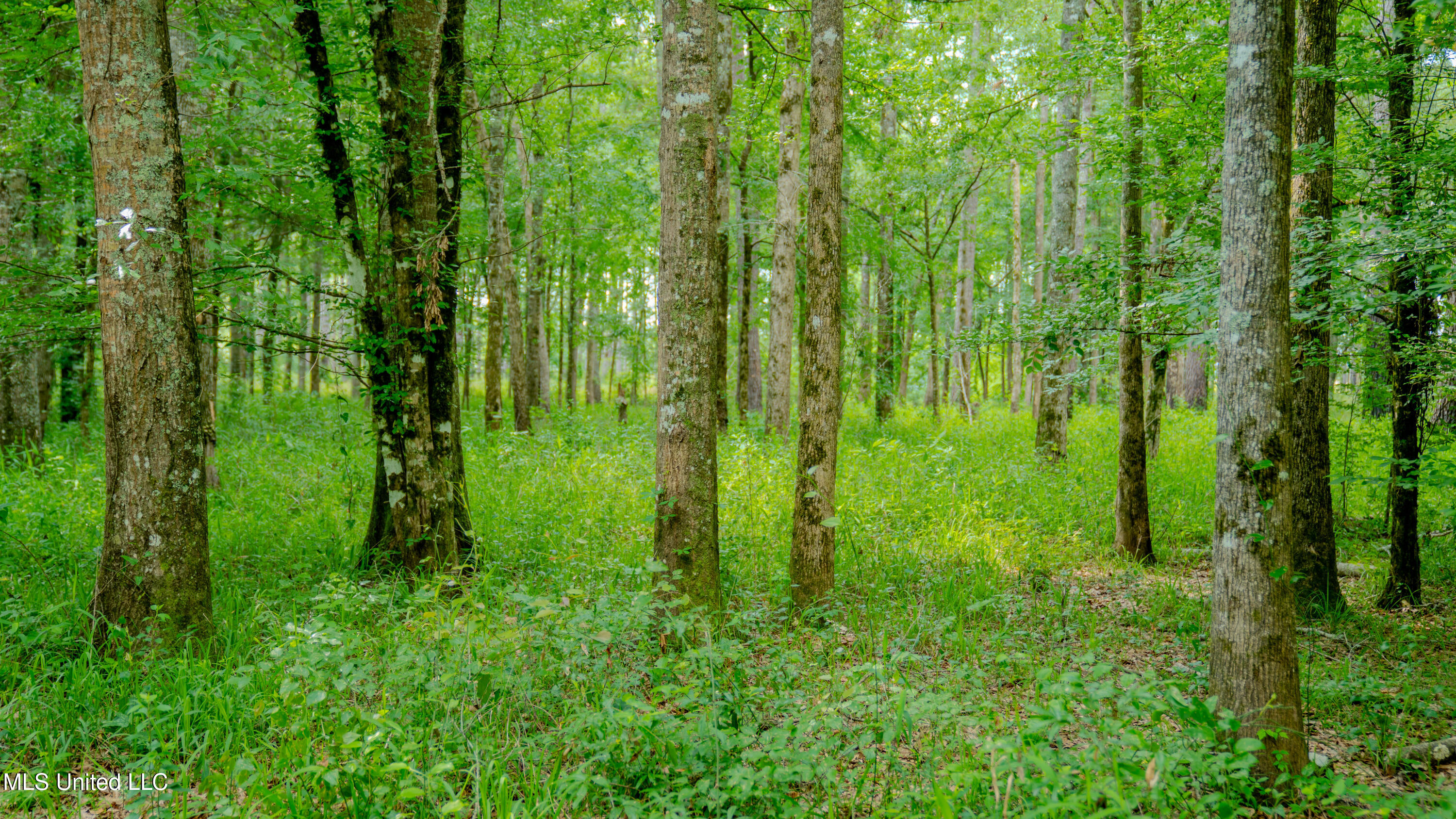 0000 Pleasant Ridge Road, Hickory, Mississippi image 30