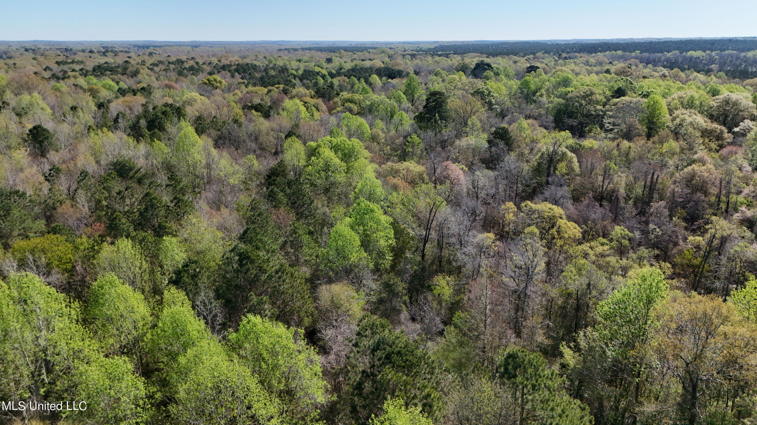 Thrash Road, Conehatta, Mississippi image 23