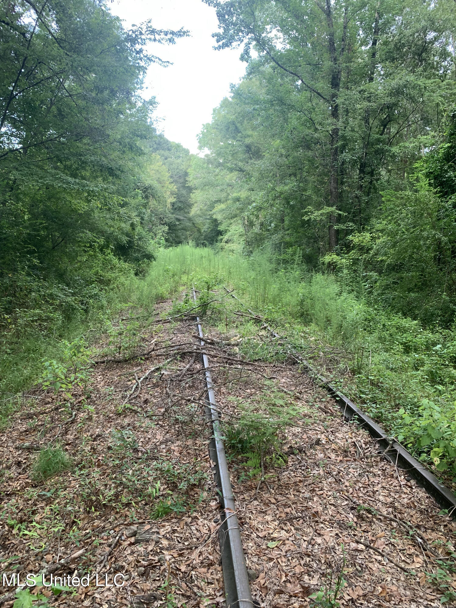 Thrash Road, Conehatta, Mississippi image 18