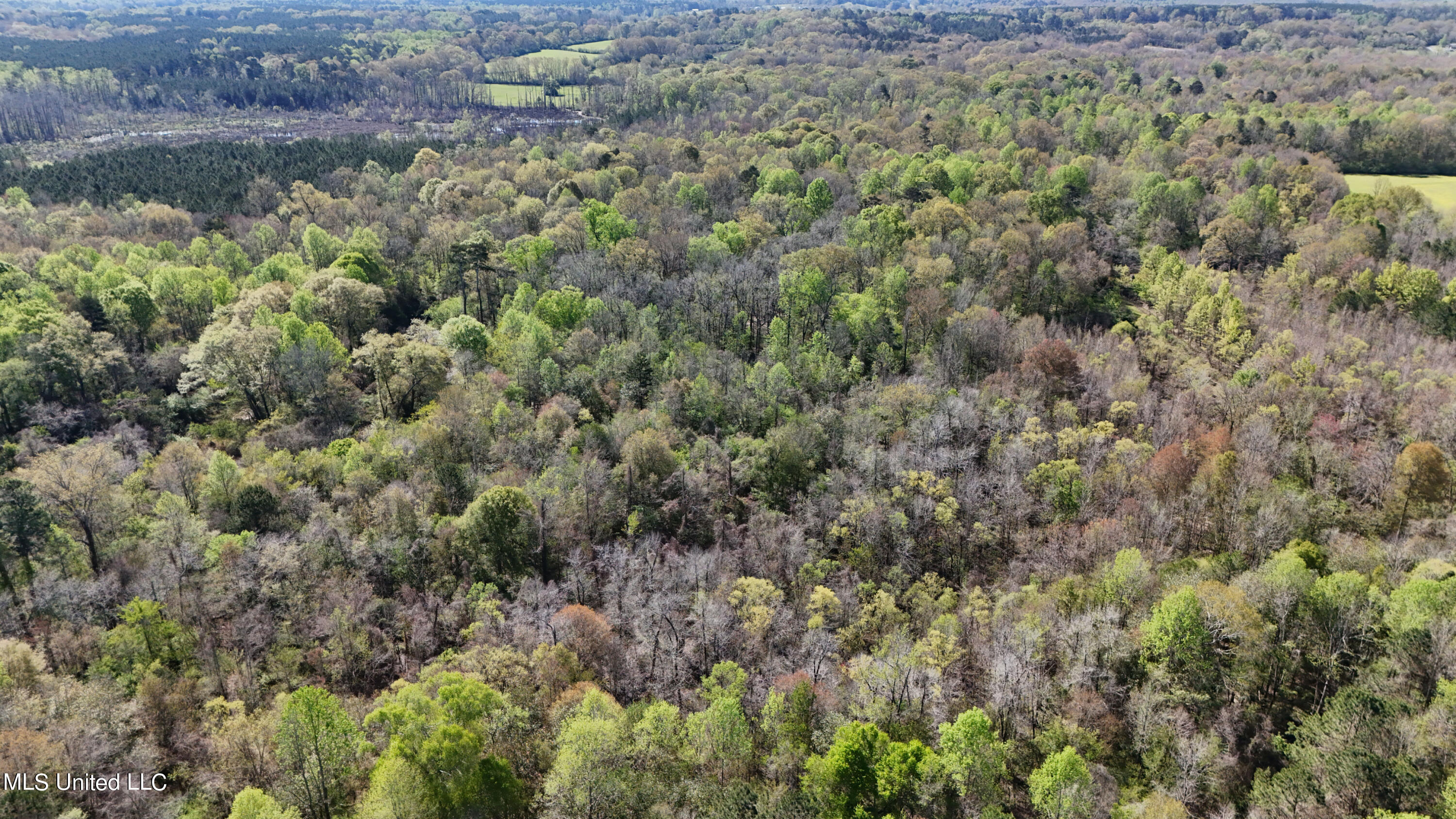 Thrash Road, Conehatta, Mississippi image 25