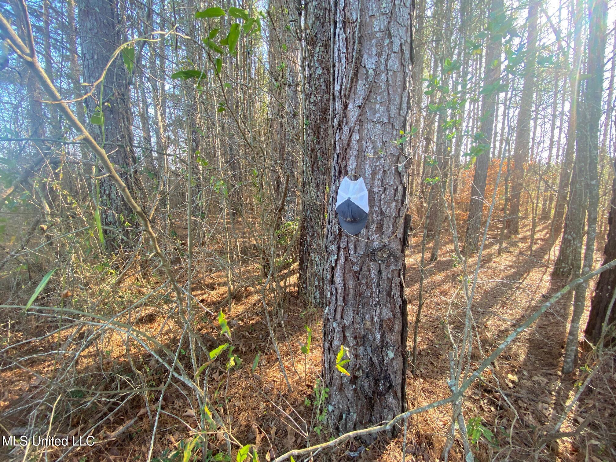 625 Camp Road, Carthage, Mississippi image 2