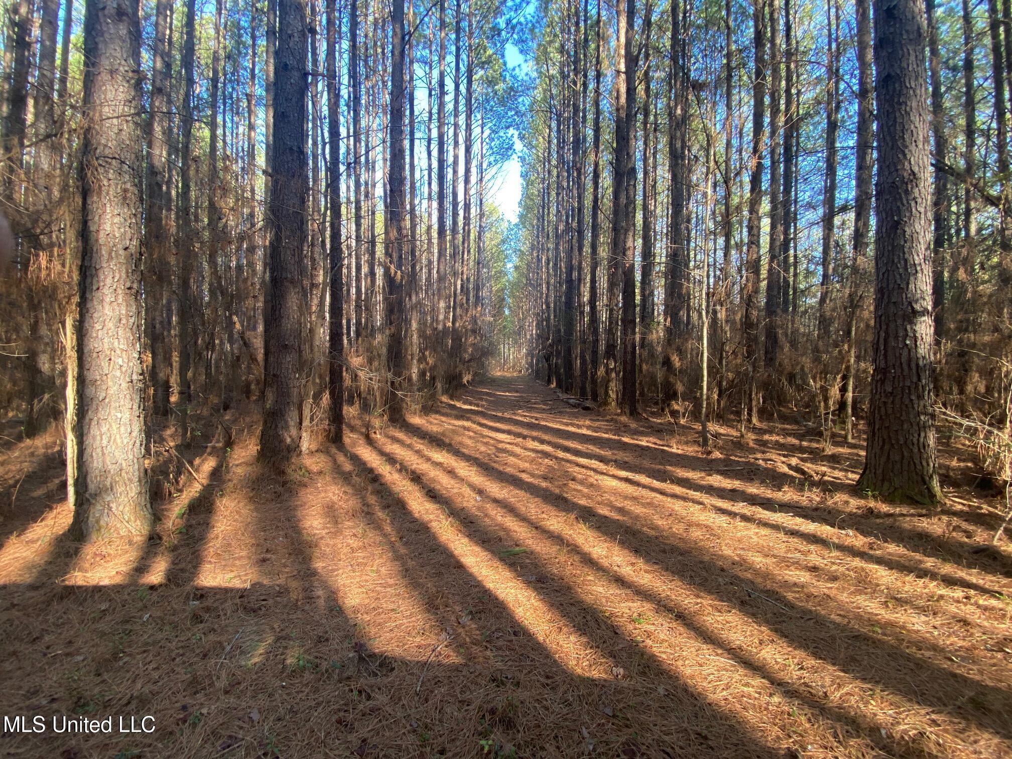 625 Camp Road, Carthage, Mississippi image 28