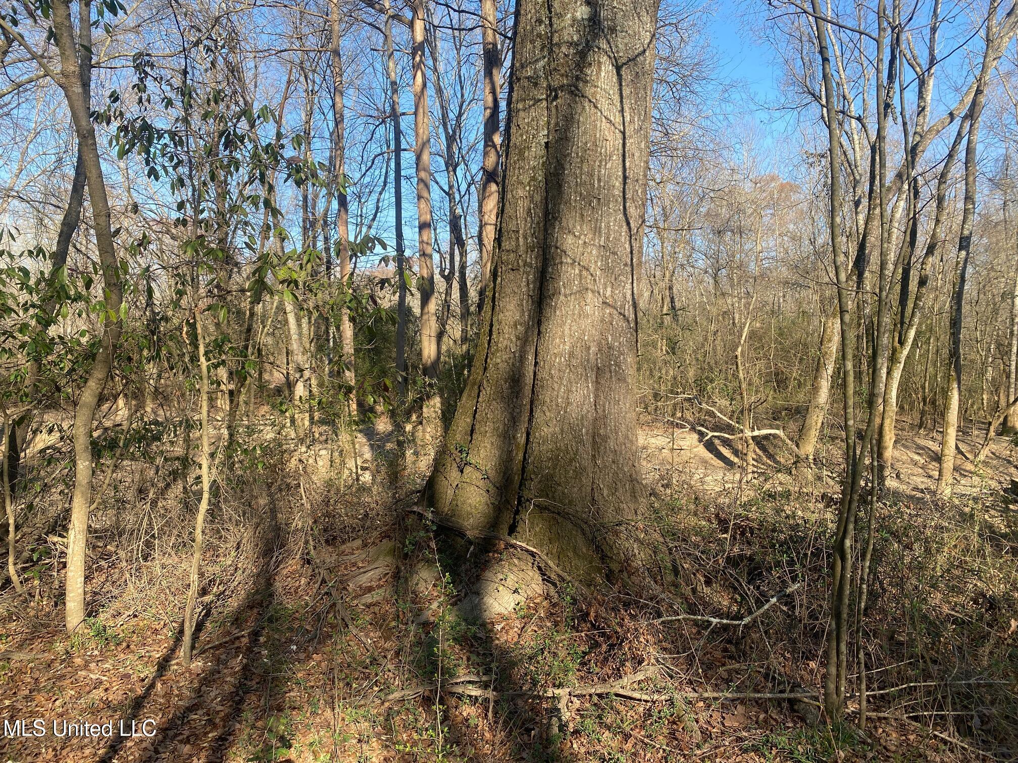 625 Camp Road, Carthage, Mississippi image 23