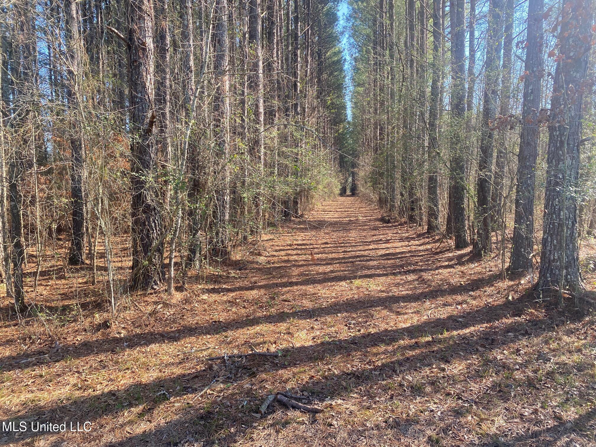 625 Camp Road, Carthage, Mississippi image 15