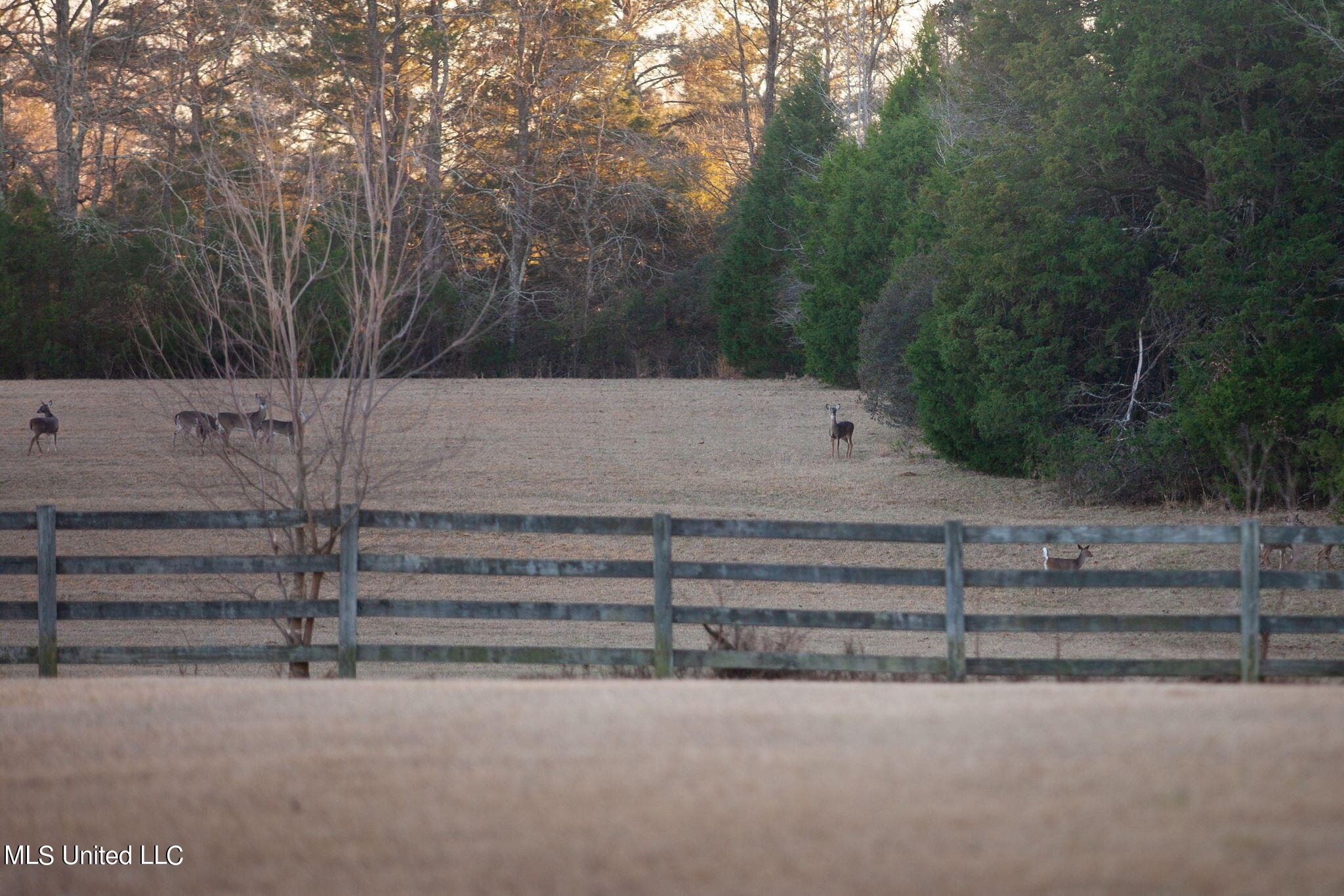 280 Mccullough Lane, Flora, Mississippi image 17