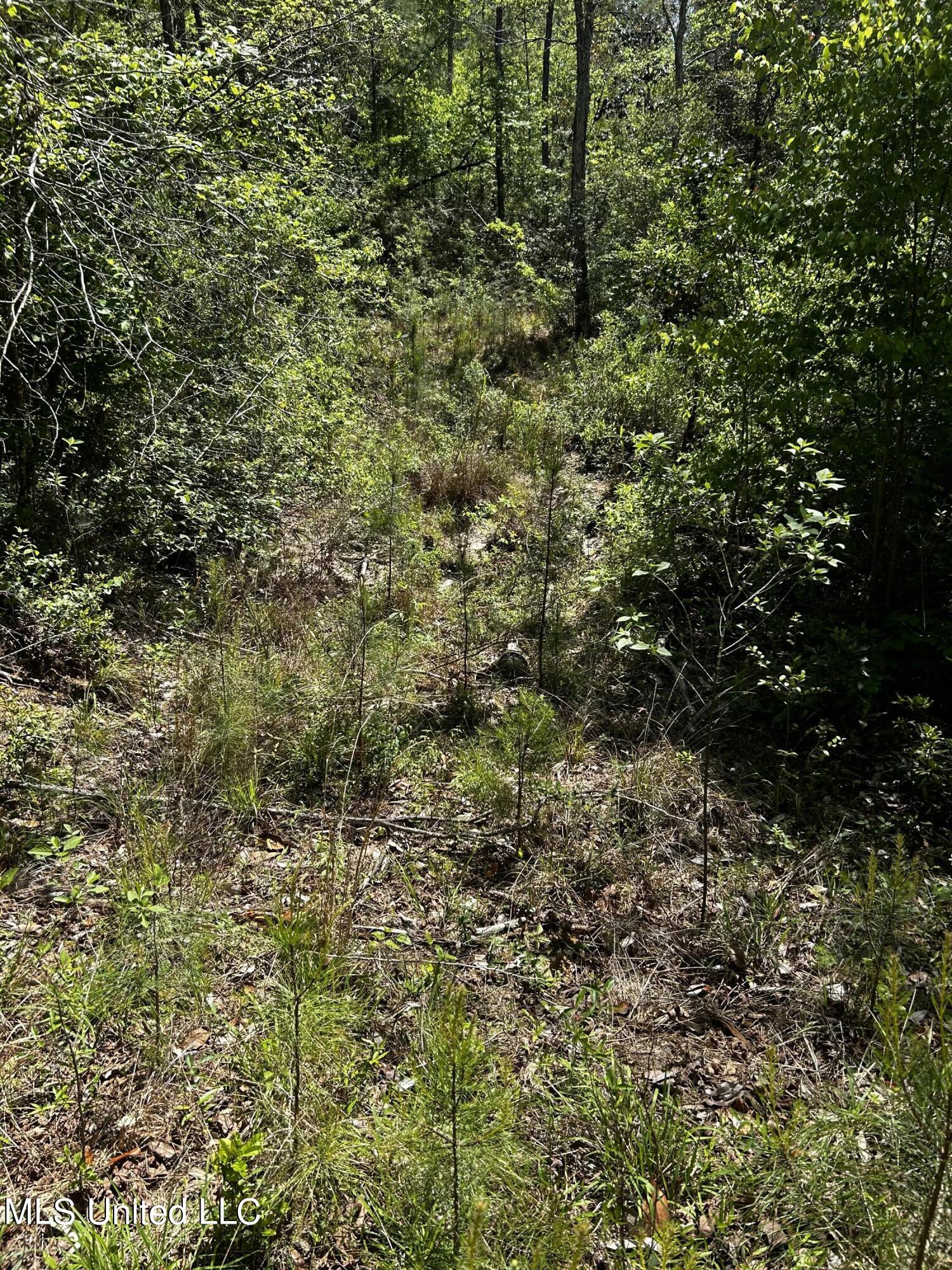 98.5 Acres Crossroads Merrill Rd., Lucedale, Mississippi image 3