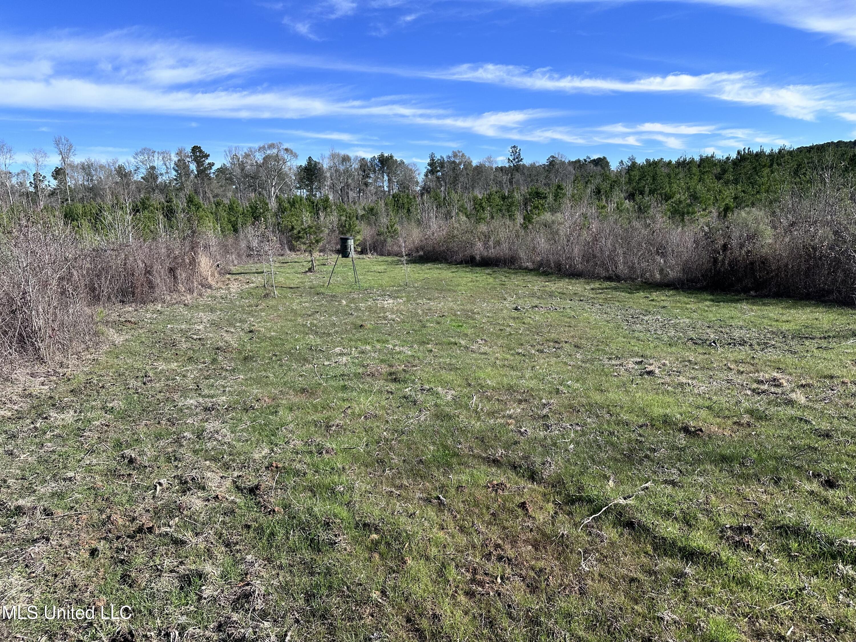 Bluff Springs Road, Gloster, Mississippi image 2