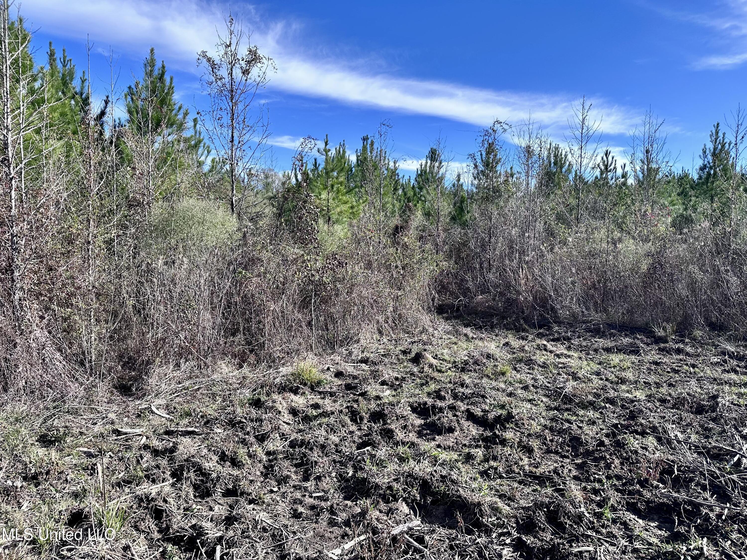 Bluff Springs Road, Gloster, Mississippi image 3