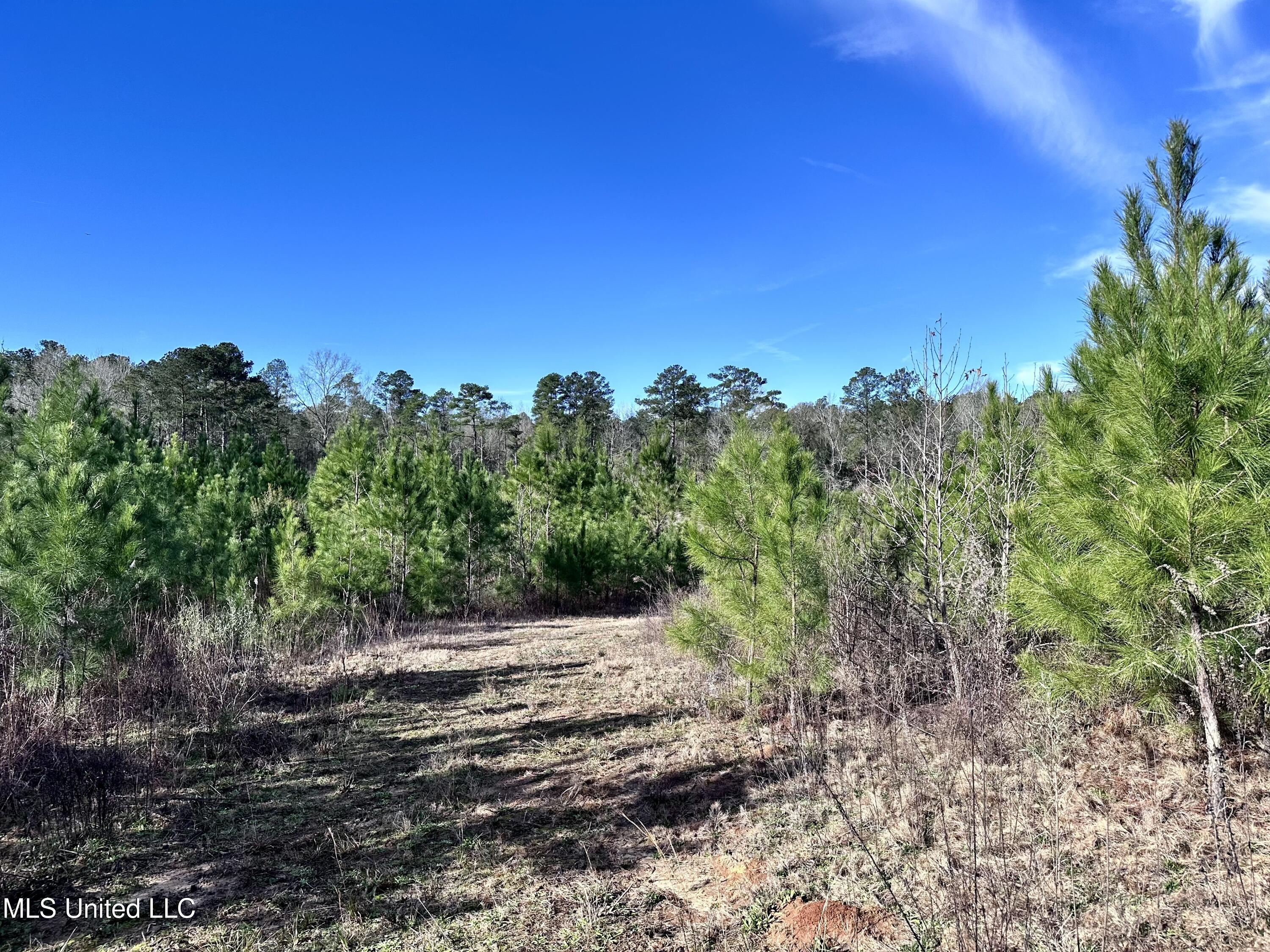 Bluff Springs Road, Gloster, Mississippi image 4