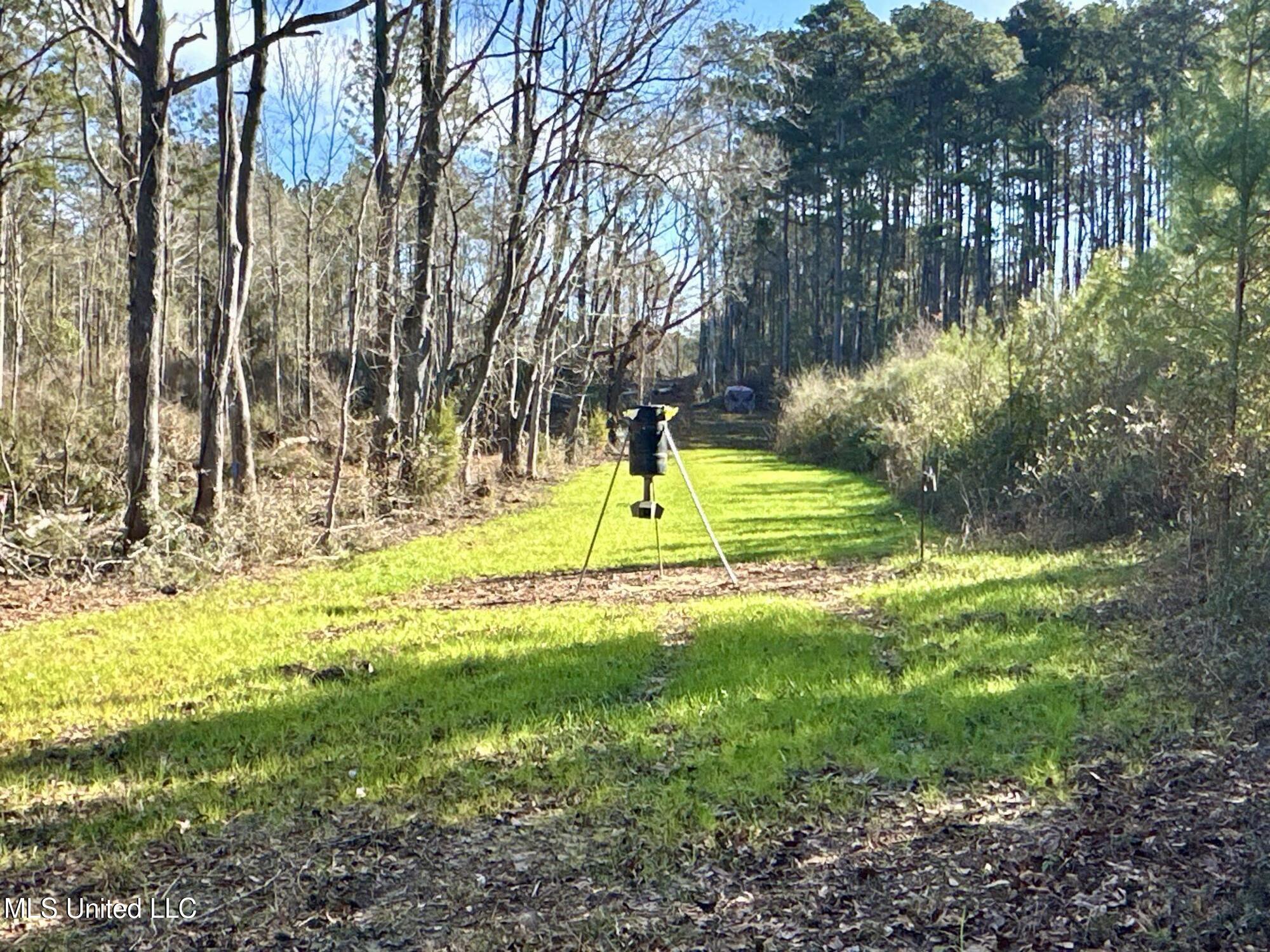 Bluff Springs Road, Gloster, Mississippi image 9