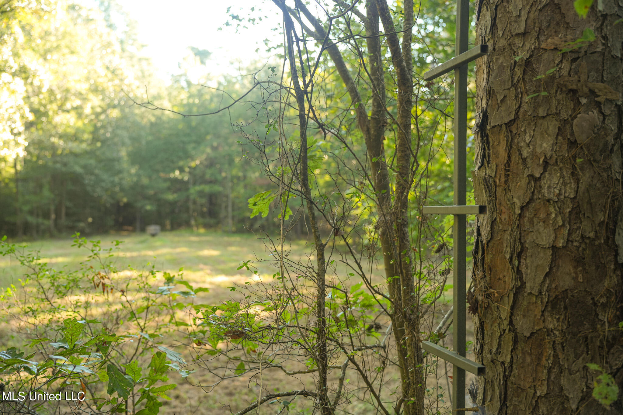 250 Rockwood Road Rd, Florence, Mississippi image 43