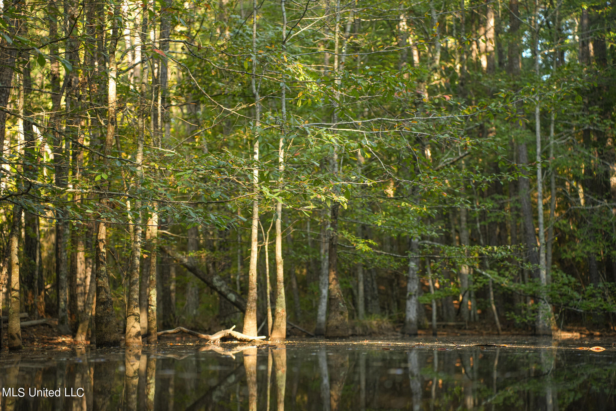 250 Rockwood Road Rd, Florence, Mississippi image 44