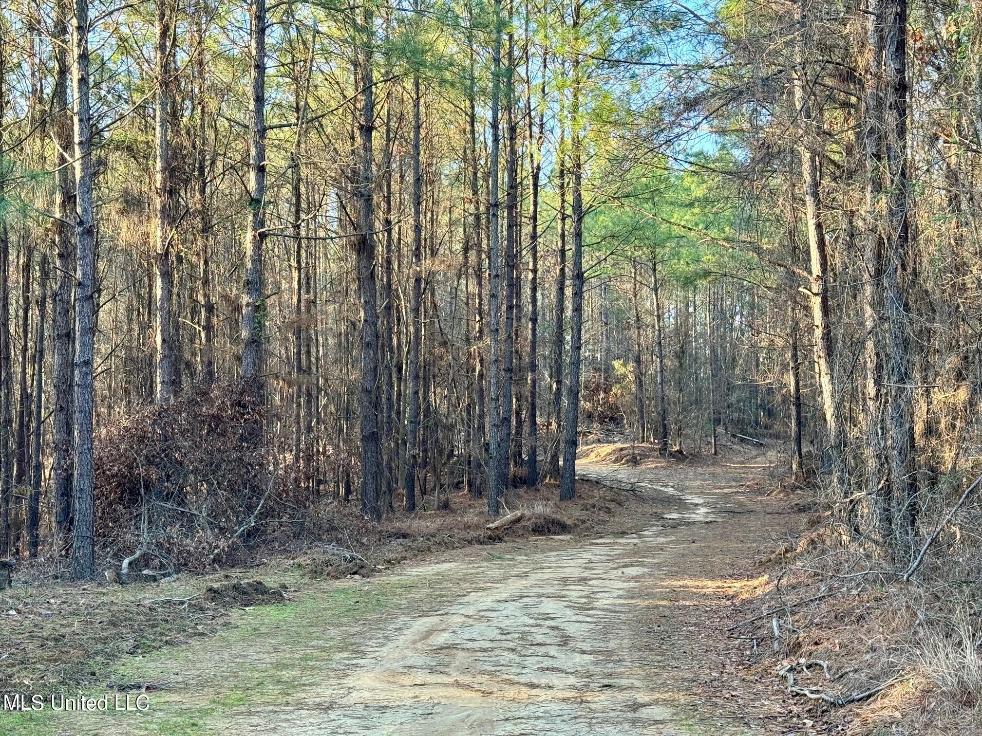 Cr 54, Carrollton, Mississippi image 3