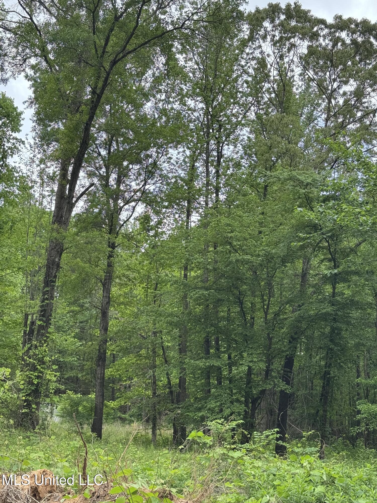 Hubbard Road, Holly Springs, Mississippi image 3