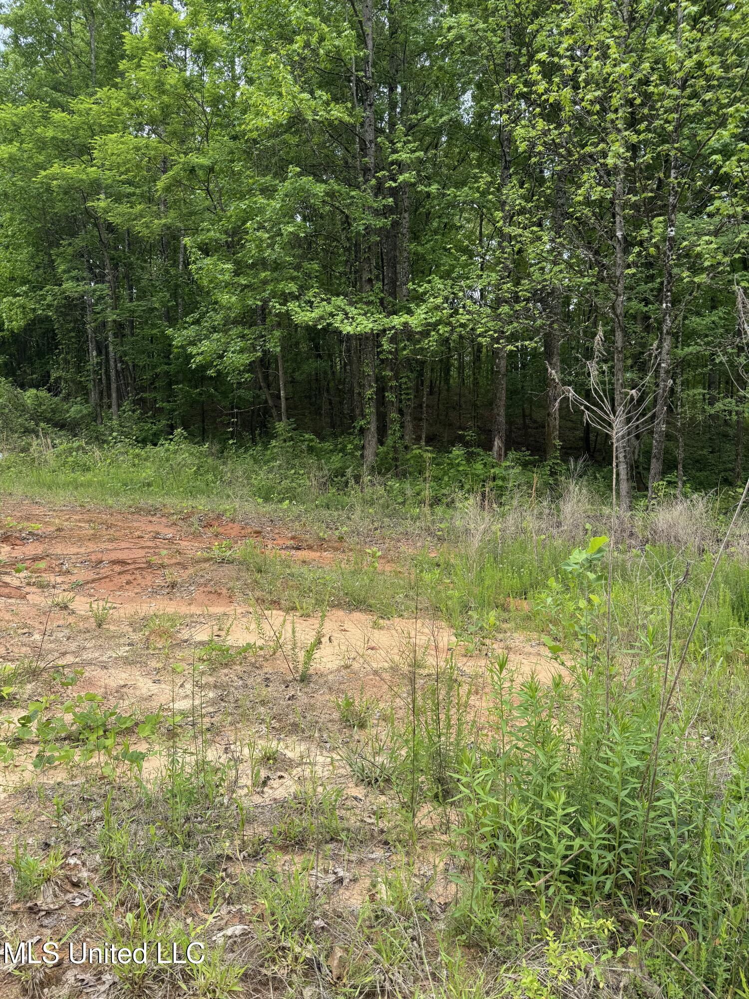 Hubbard Road, Holly Springs, Mississippi image 7