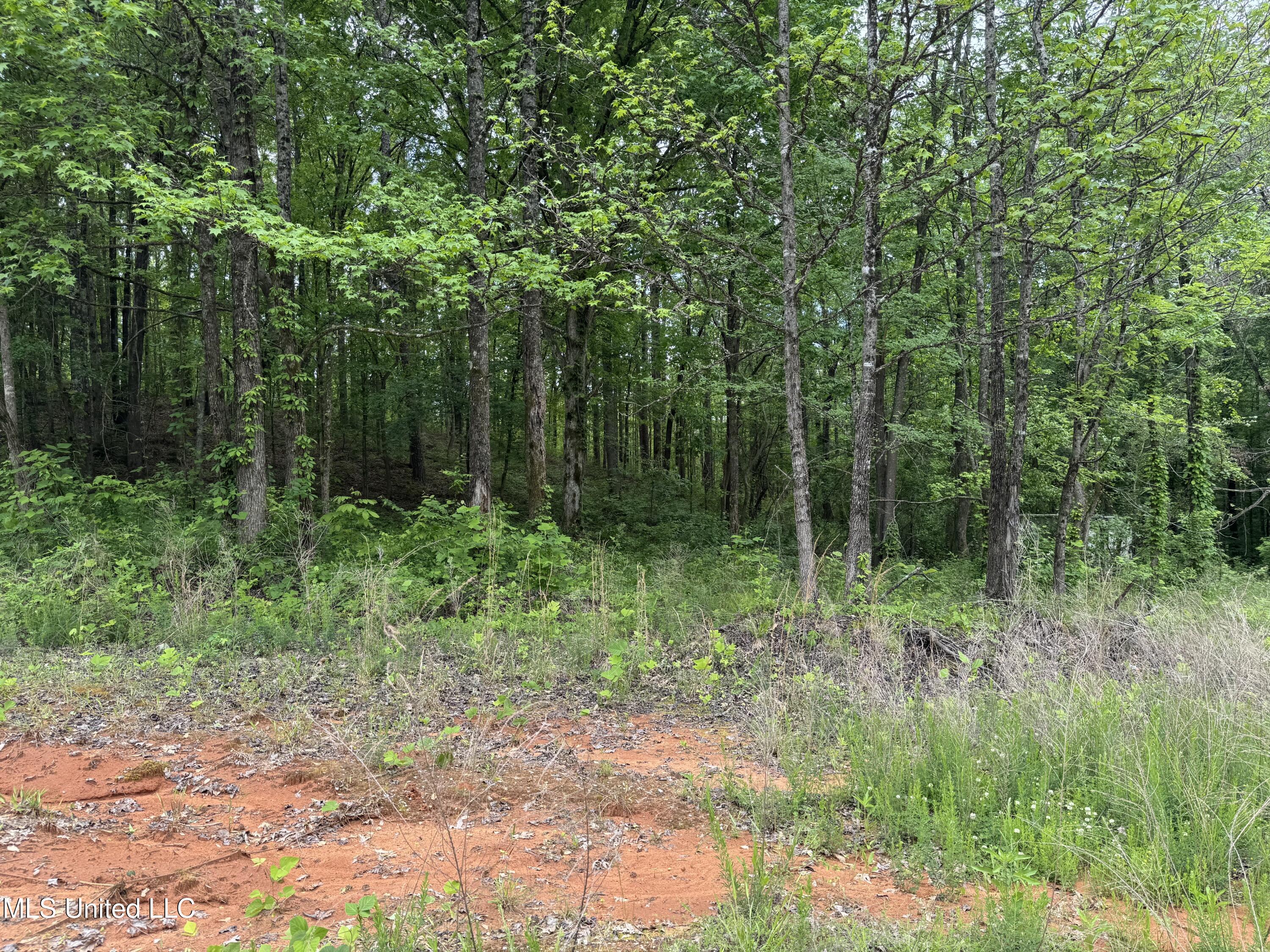 Hubbard Road, Holly Springs, Mississippi image 4