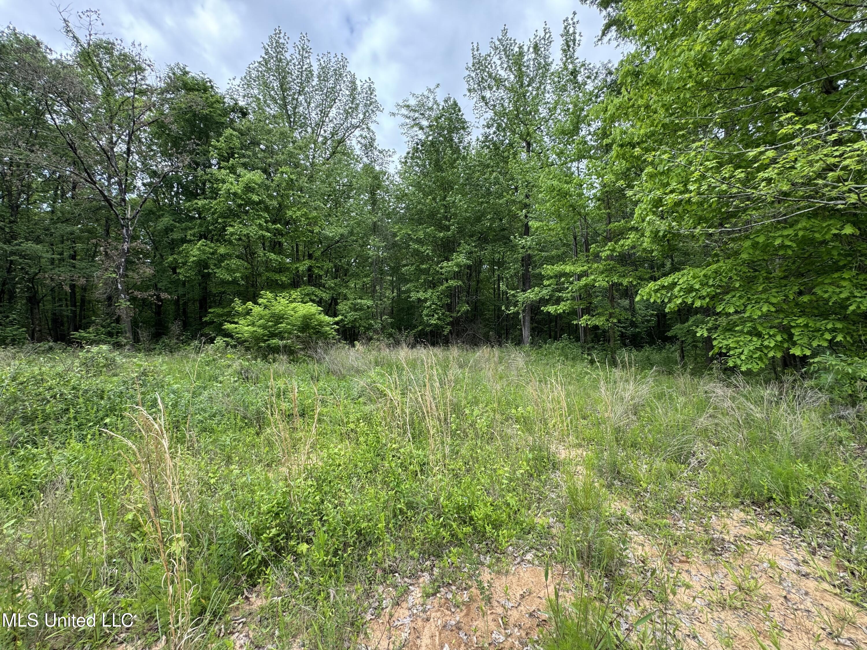 Hubbard Road, Holly Springs, Mississippi image 8