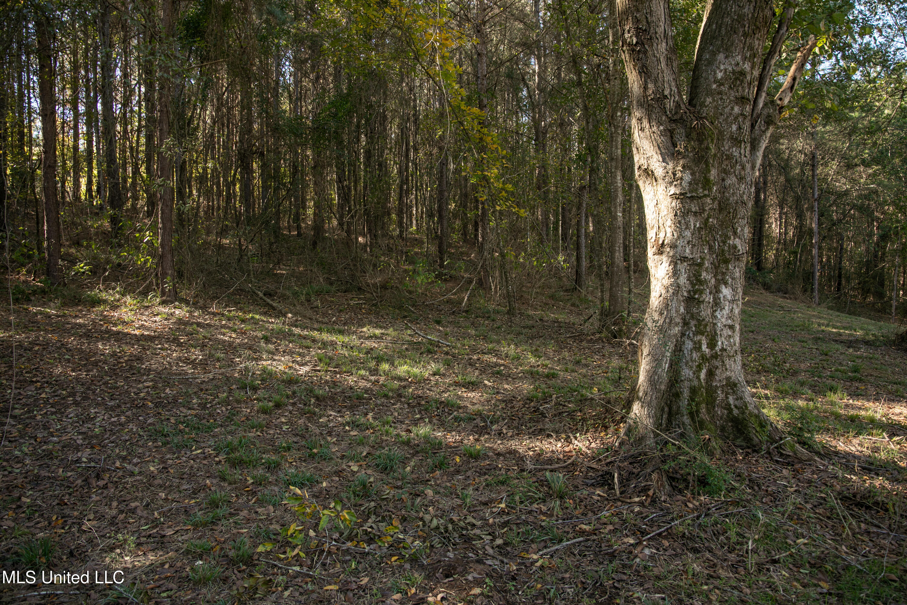 Union Road, Hazlehurst, Mississippi image 15