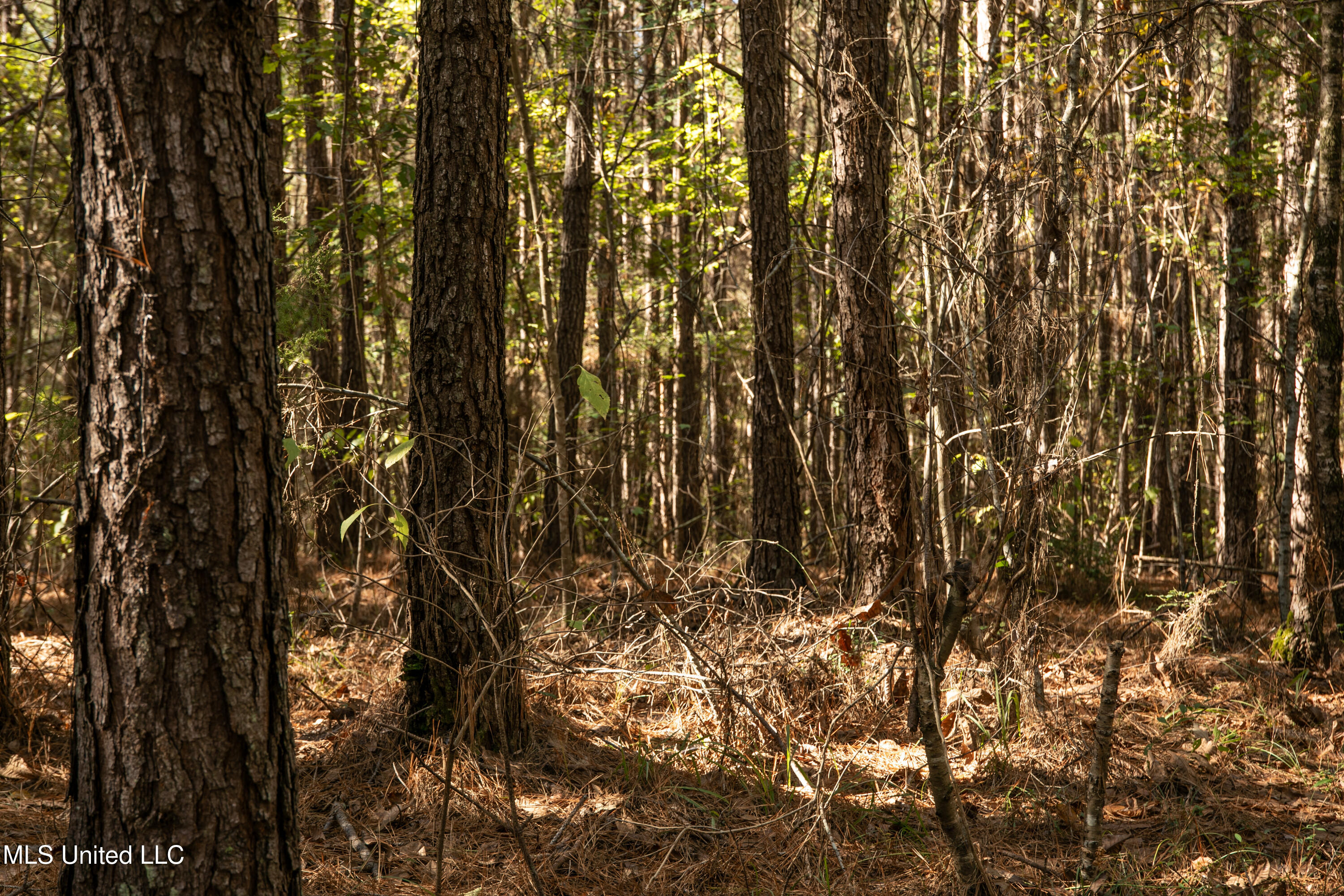 Union Road, Hazlehurst, Mississippi image 11