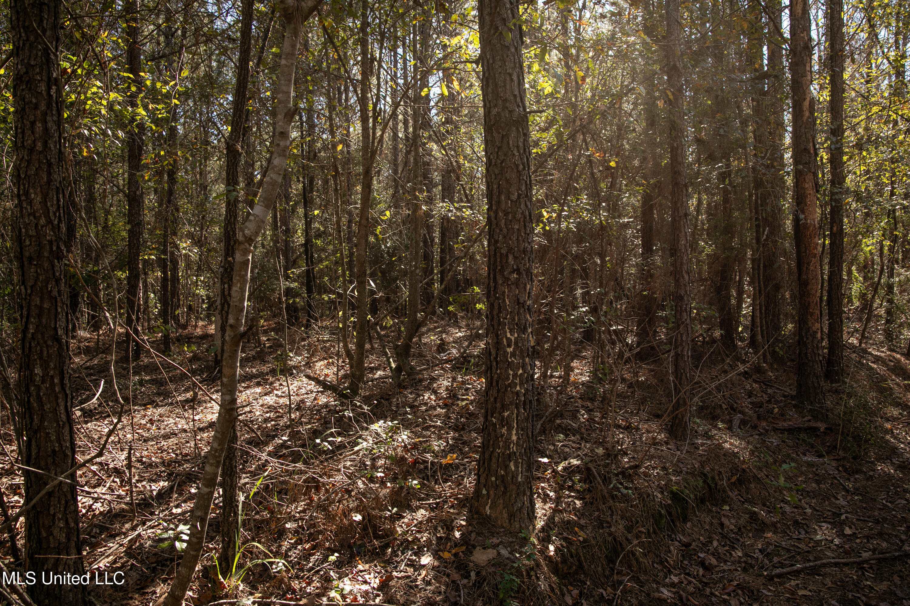 Union Road, Hazlehurst, Mississippi image 6