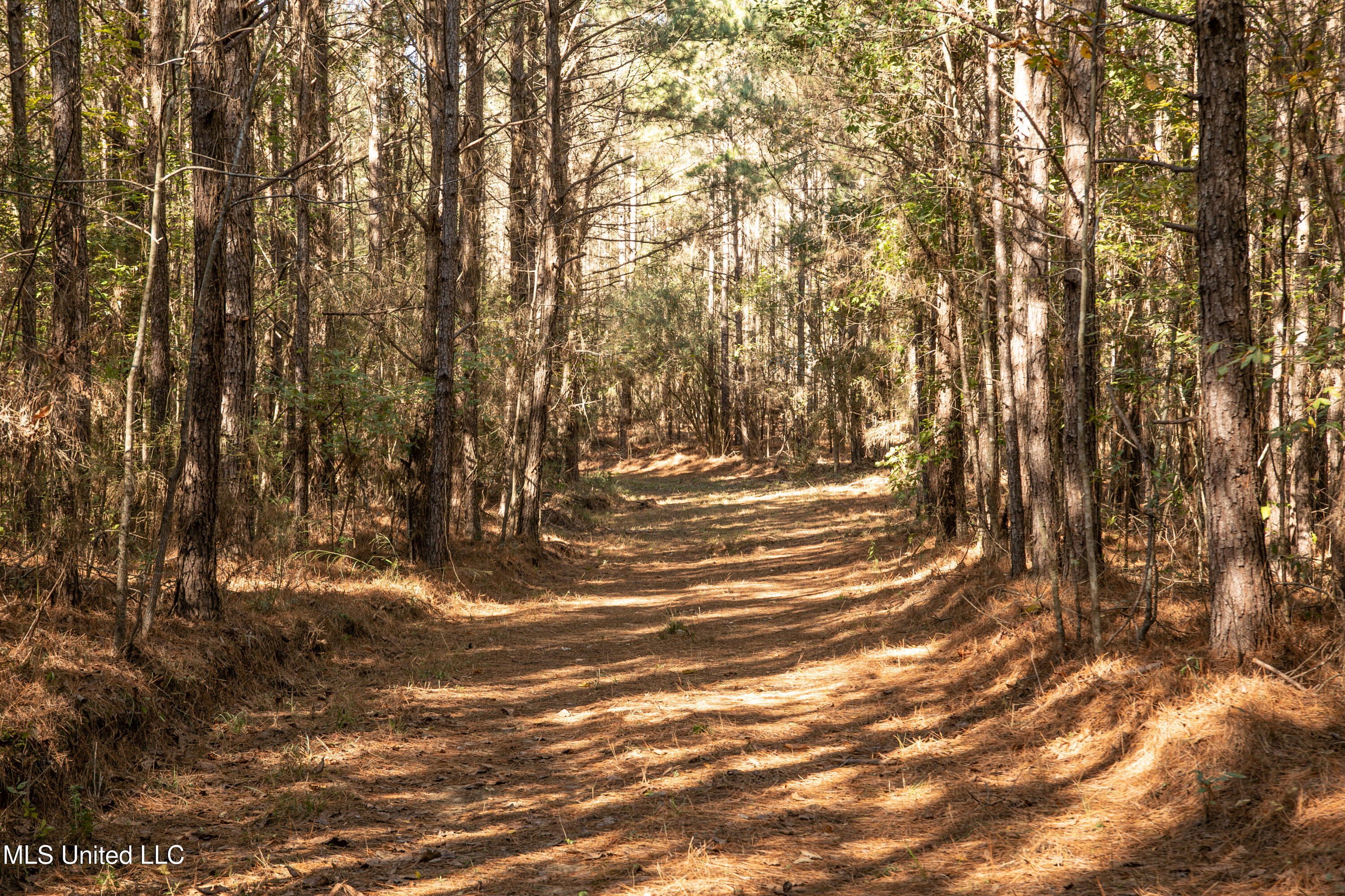 Union Road, Hazlehurst, Mississippi image 12