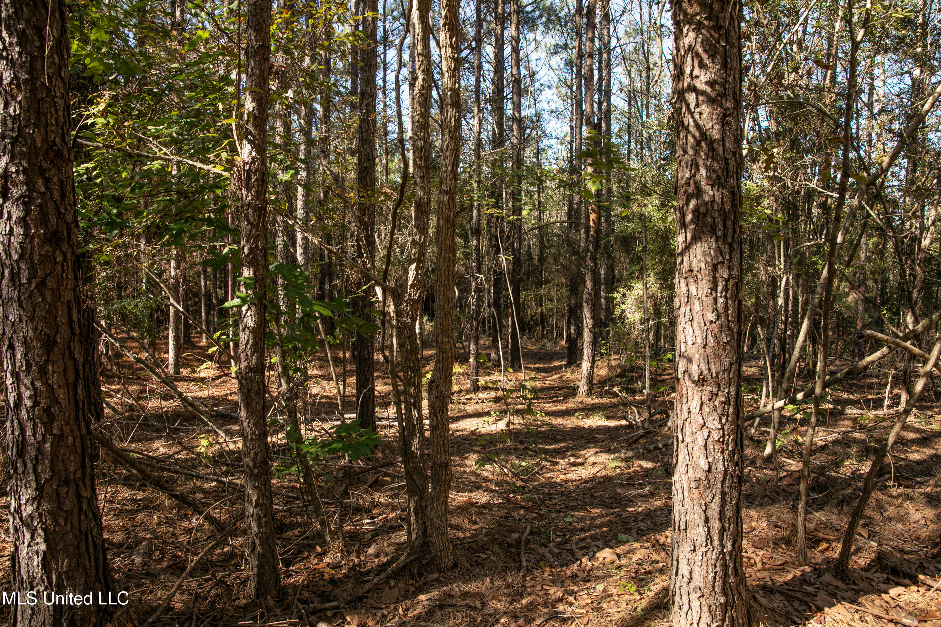 Union Road, Hazlehurst, Mississippi image 5