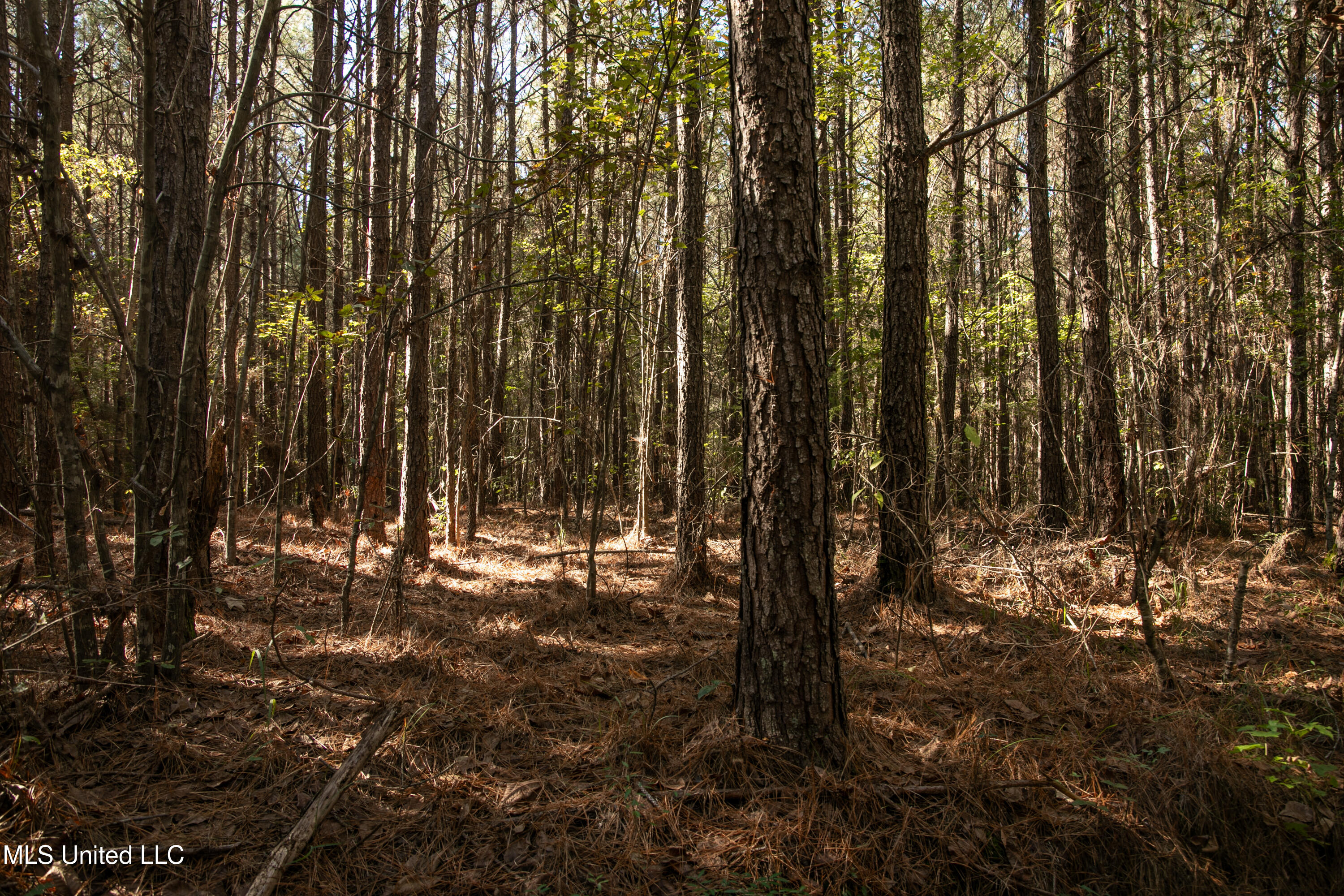 Union Road, Hazlehurst, Mississippi image 10