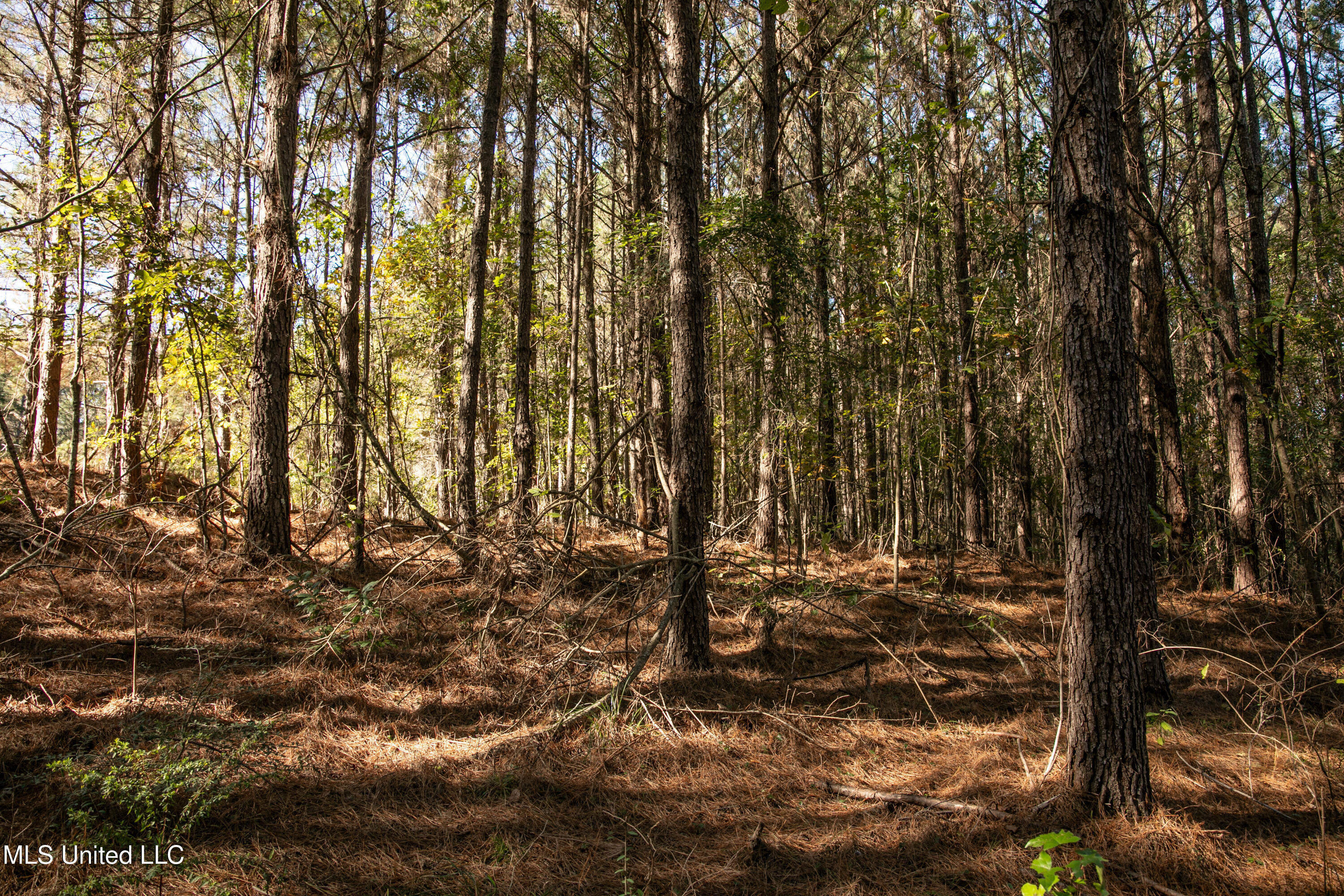 Union Road, Hazlehurst, Mississippi image 13