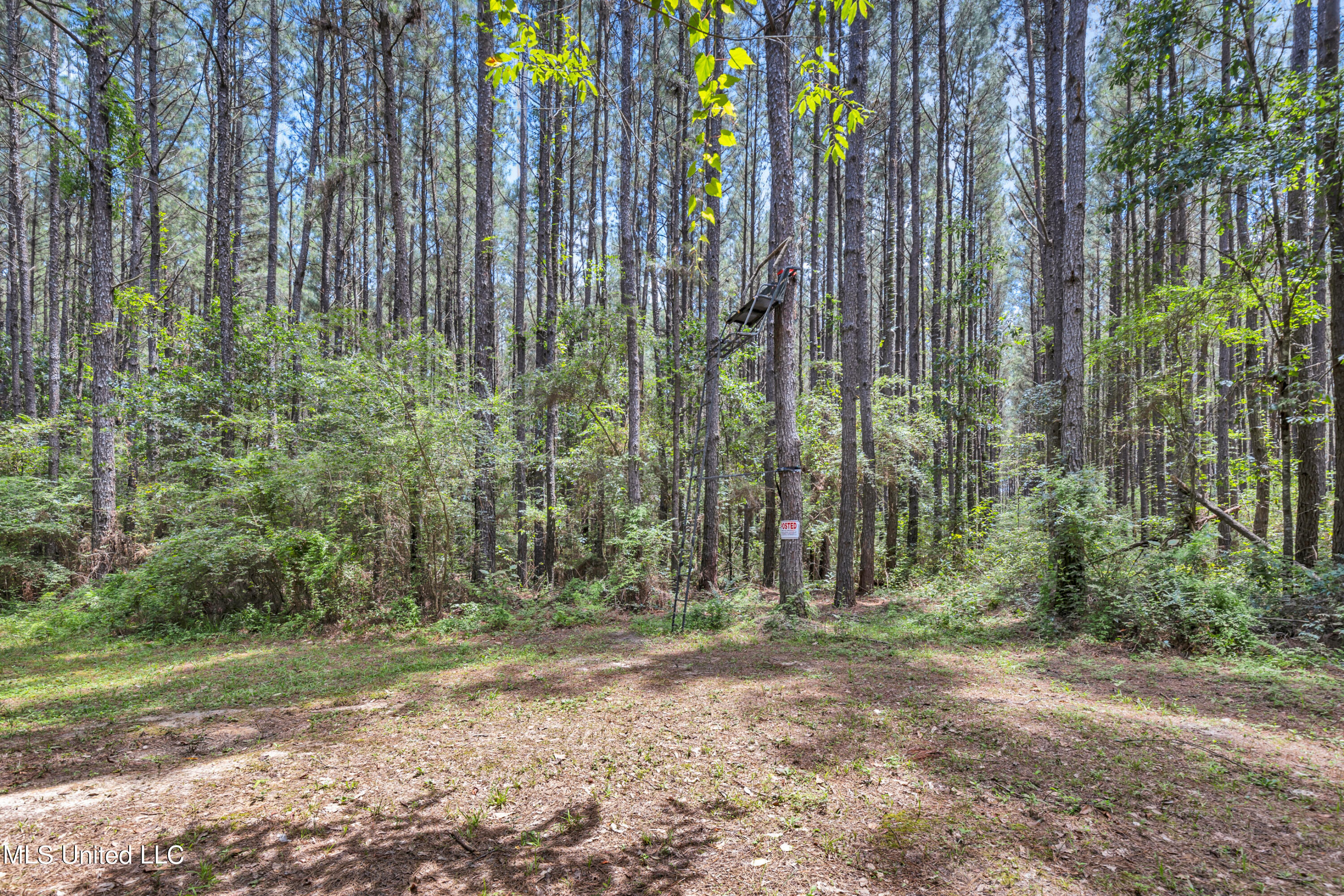 1234 N Little Black Creek Road, Lumberton, Mississippi image 33