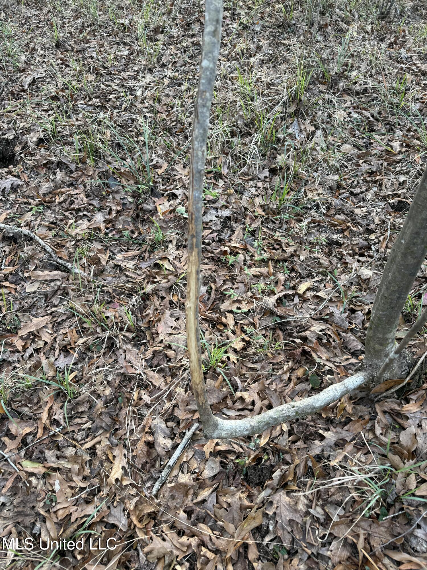 County Line Road, Summit, Mississippi image 4