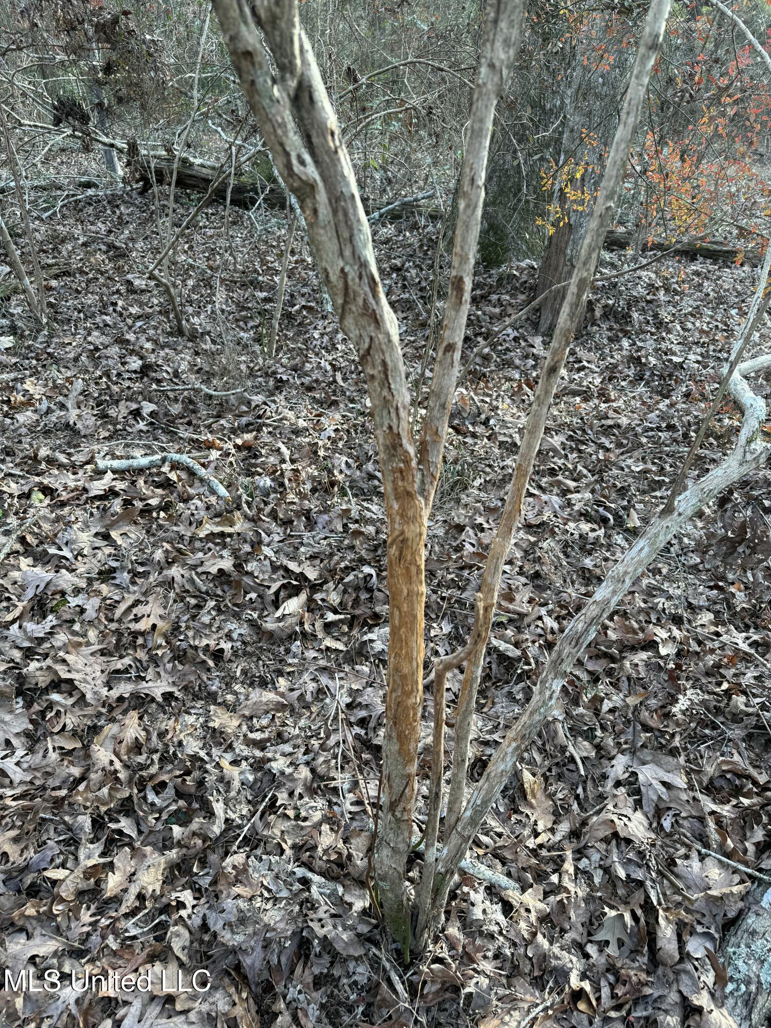 County Line Road, Summit, Mississippi image 7