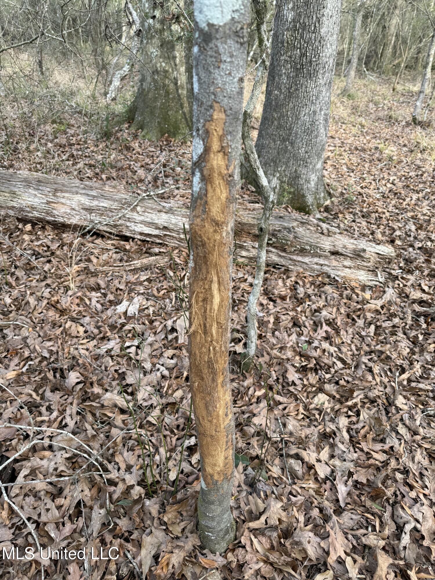 County Line Road, Summit, Mississippi image 11