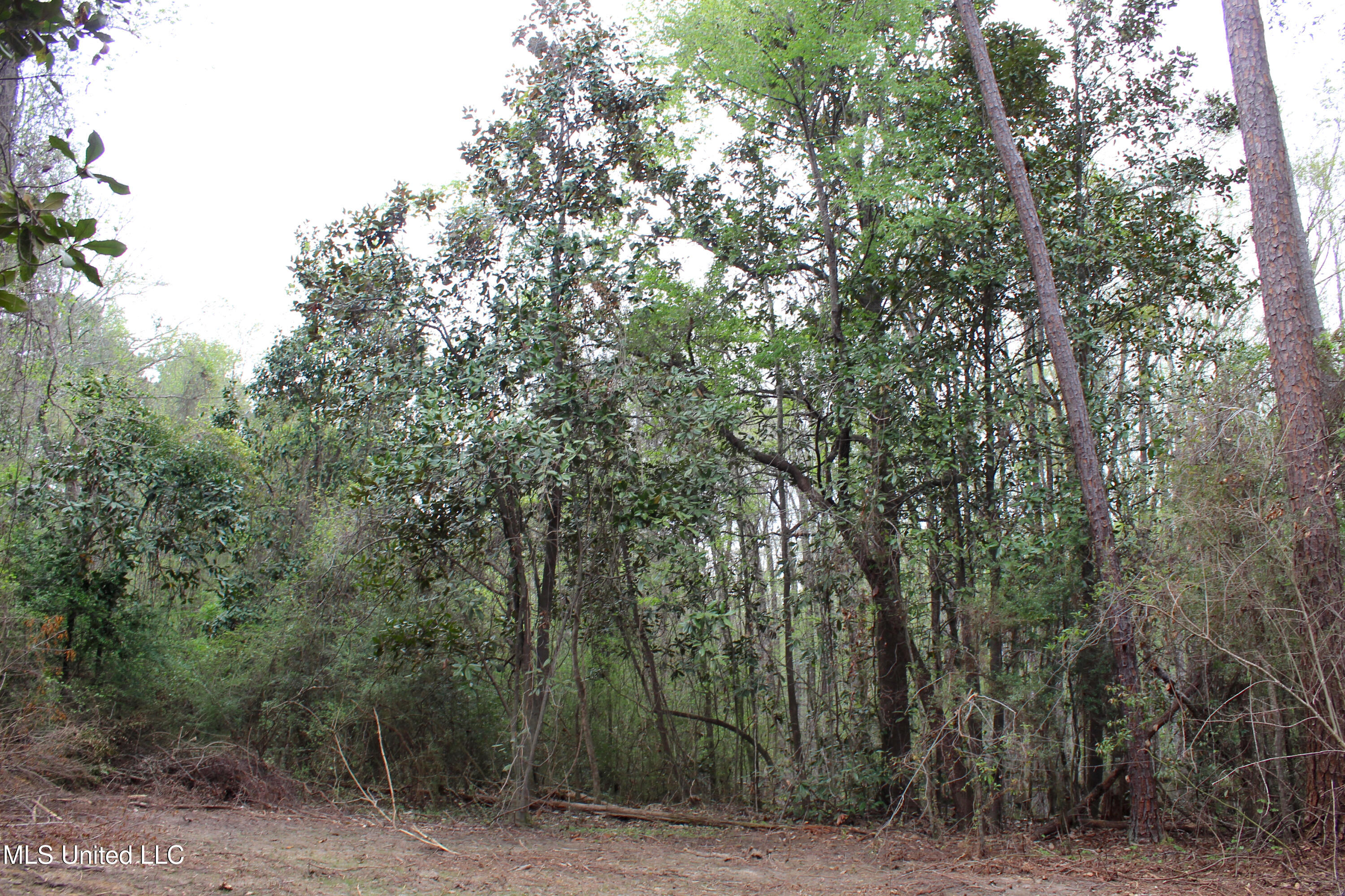 Lot 7 Frank Snell Road, Moss Point, Mississippi image 7