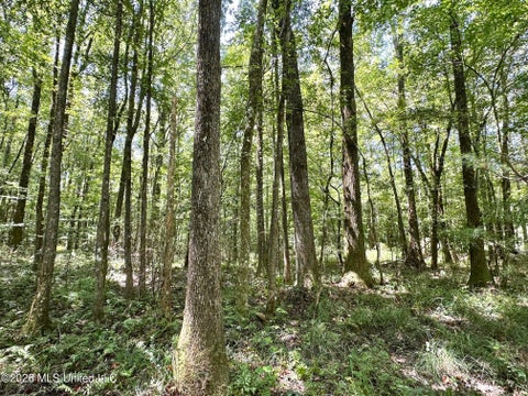 Vacant Land For Sale - 1 County Road 24<br/> Jasper County, Enterprise, MS 39330