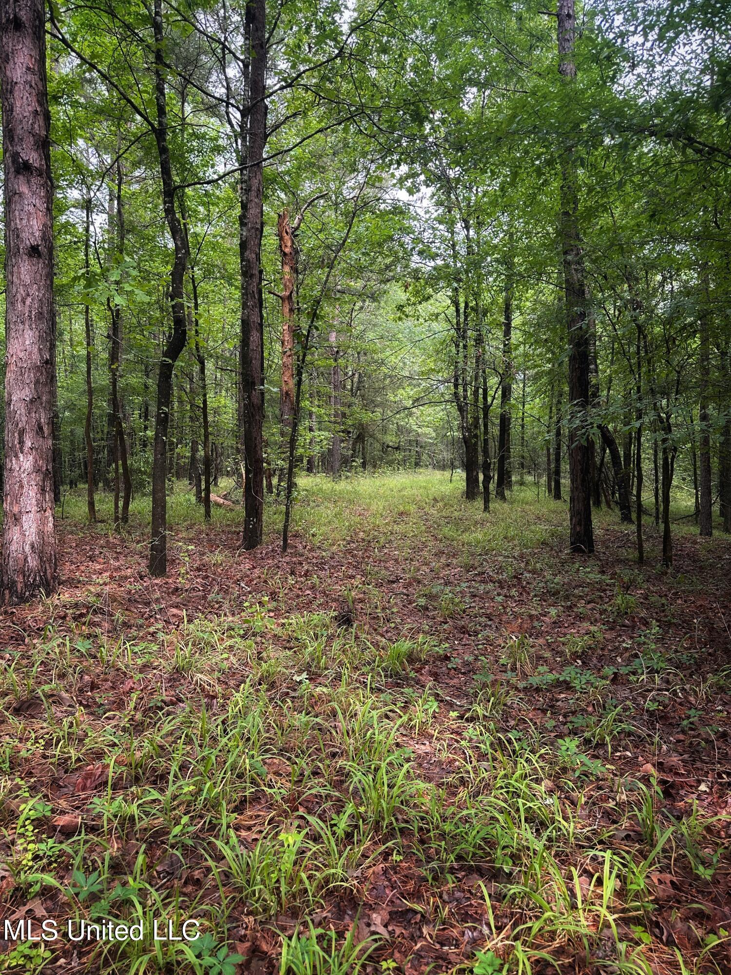 County Road 203, Tillatoba, Mississippi image 9