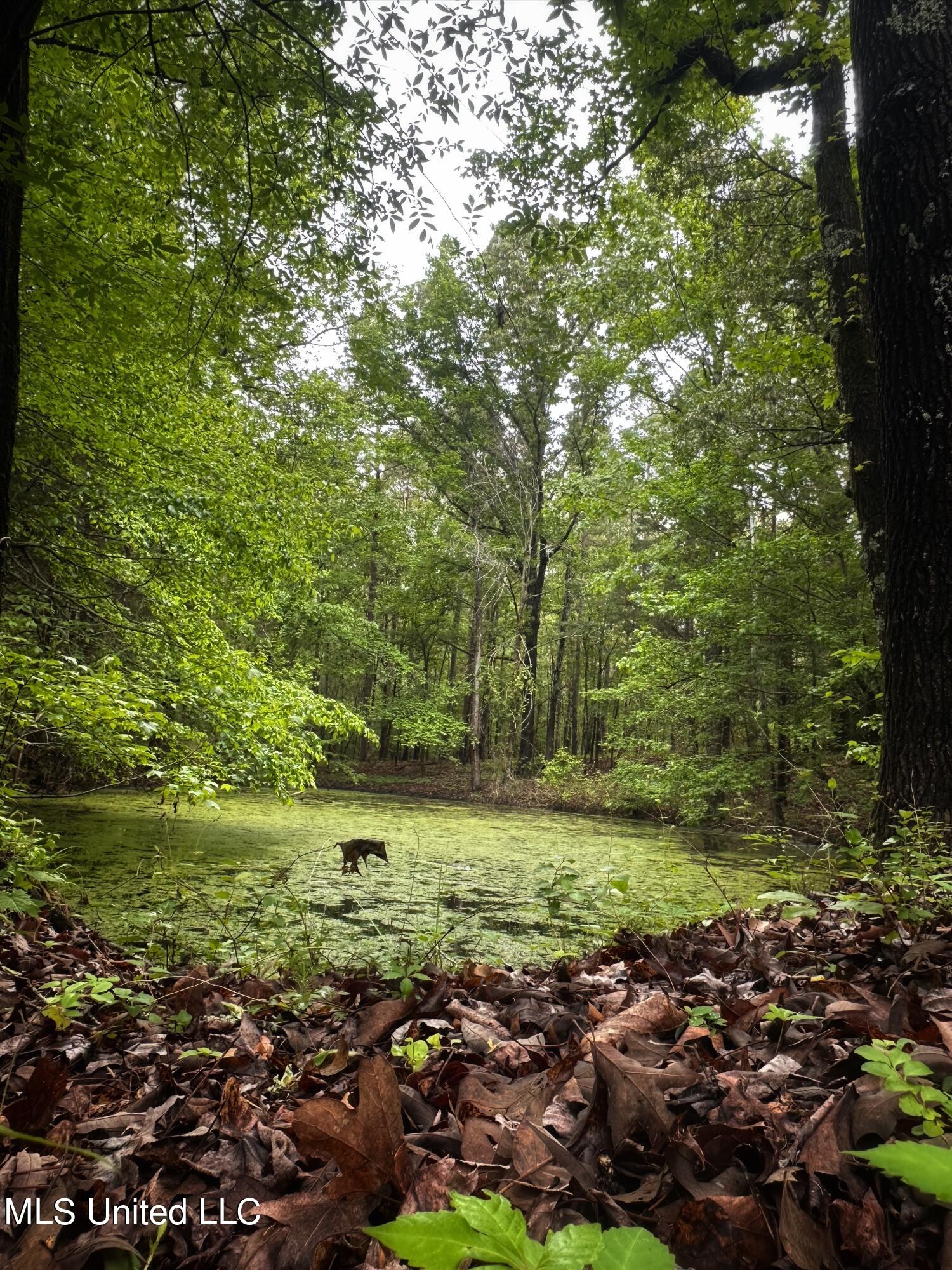 County Road 203, Tillatoba, Mississippi image 2