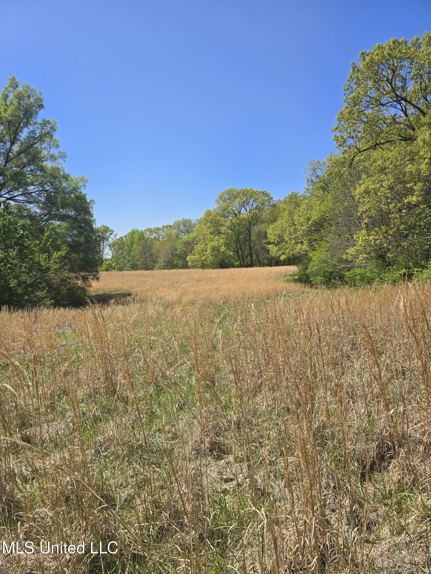 Melanie Lane, Hernando, Mississippi image 2