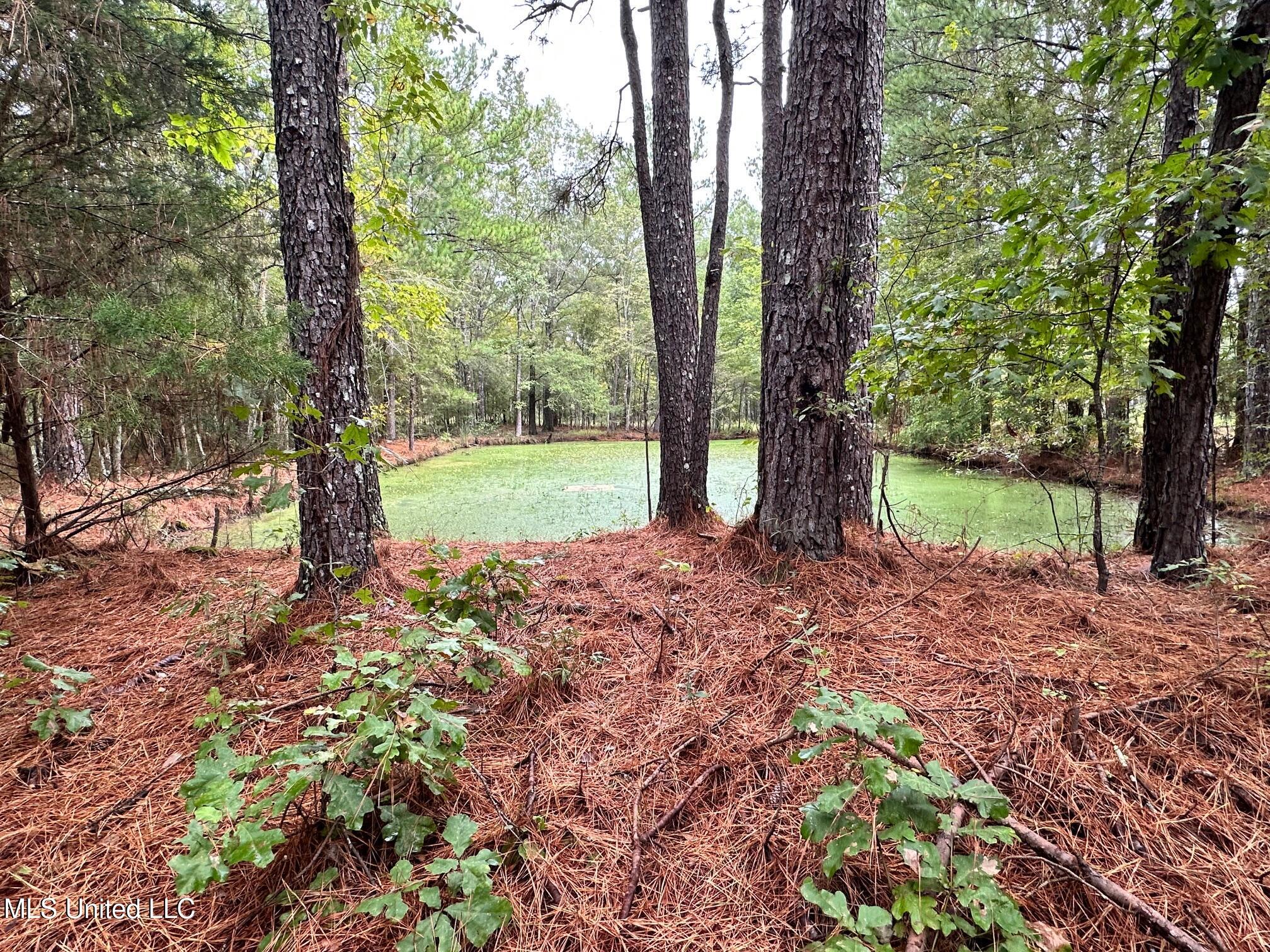 Lot #5 Swamp Road, Carthage, Mississippi image 12