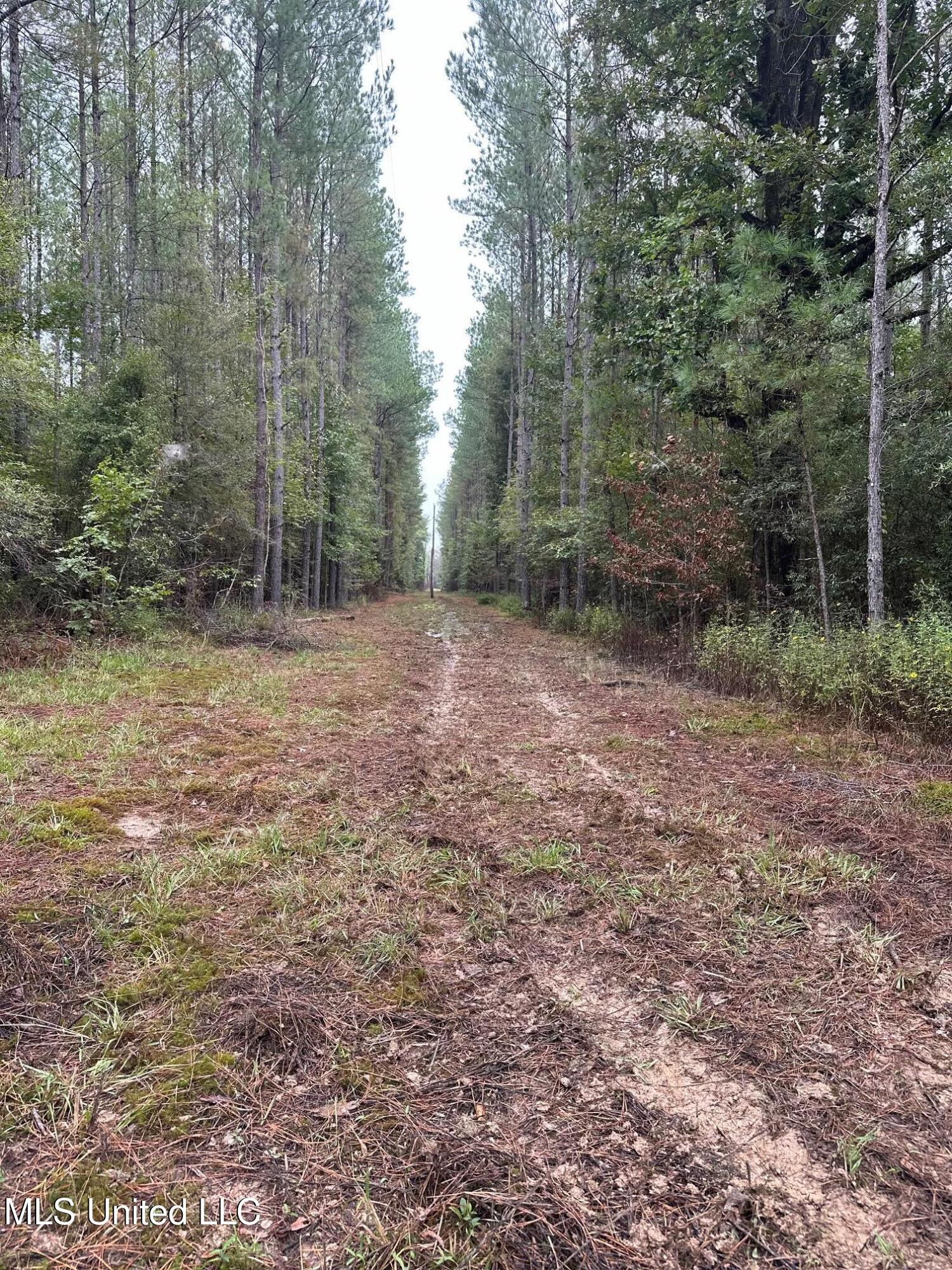 Lot #5 Swamp Road, Carthage, Mississippi image 18