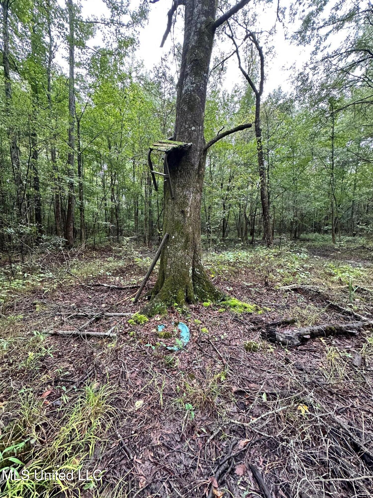 Lot #5 Swamp Road, Carthage, Mississippi image 17