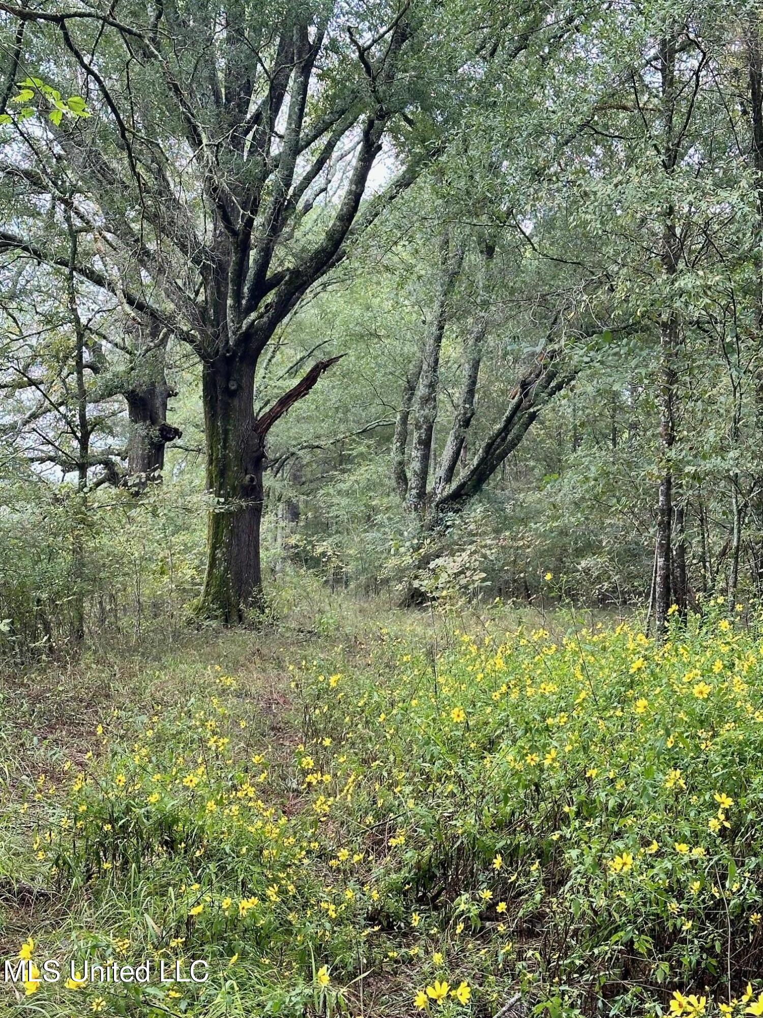 Lot #5 Swamp Road, Carthage, Mississippi image 20