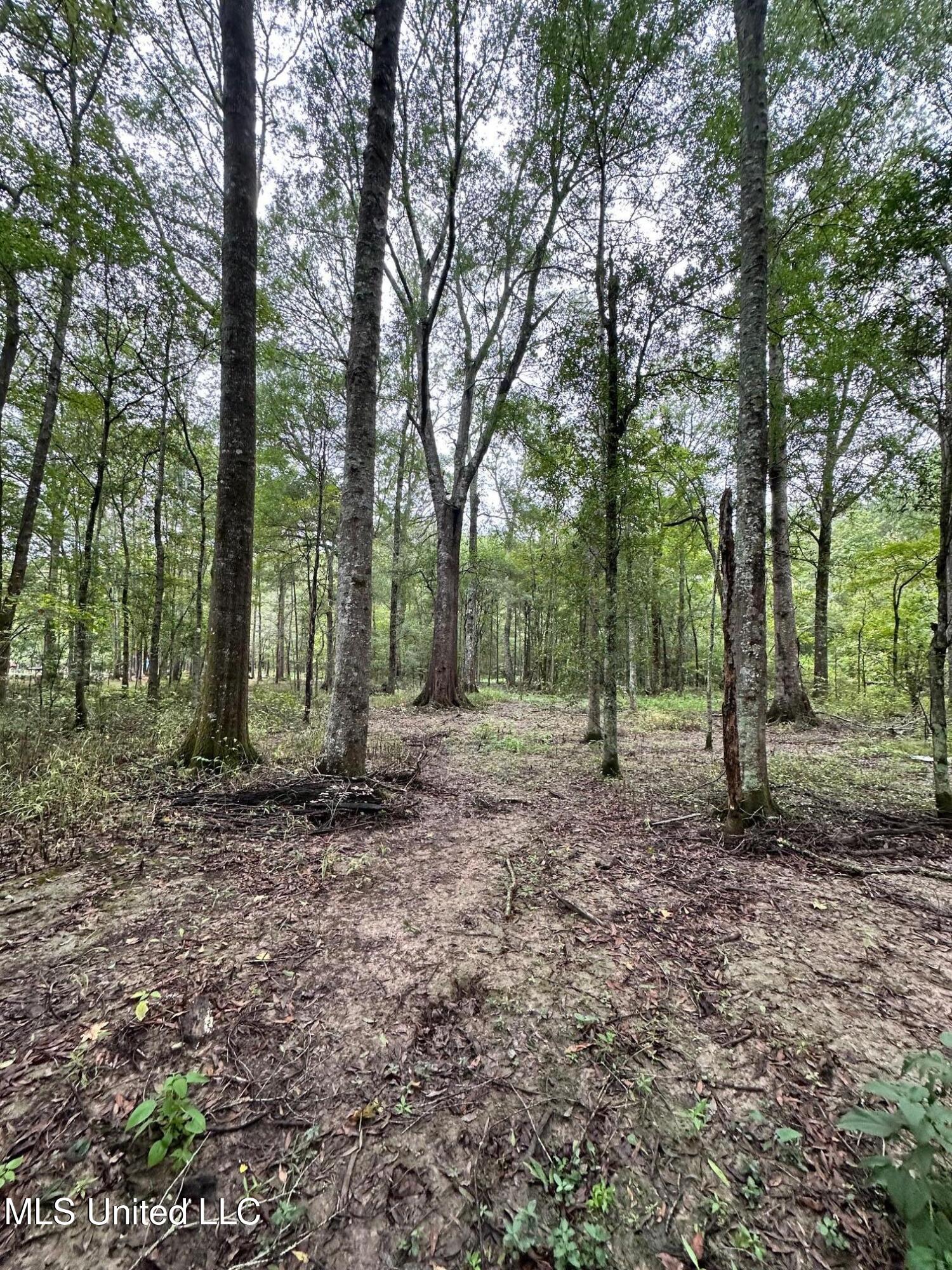 Lot #5 Swamp Road, Carthage, Mississippi image 14