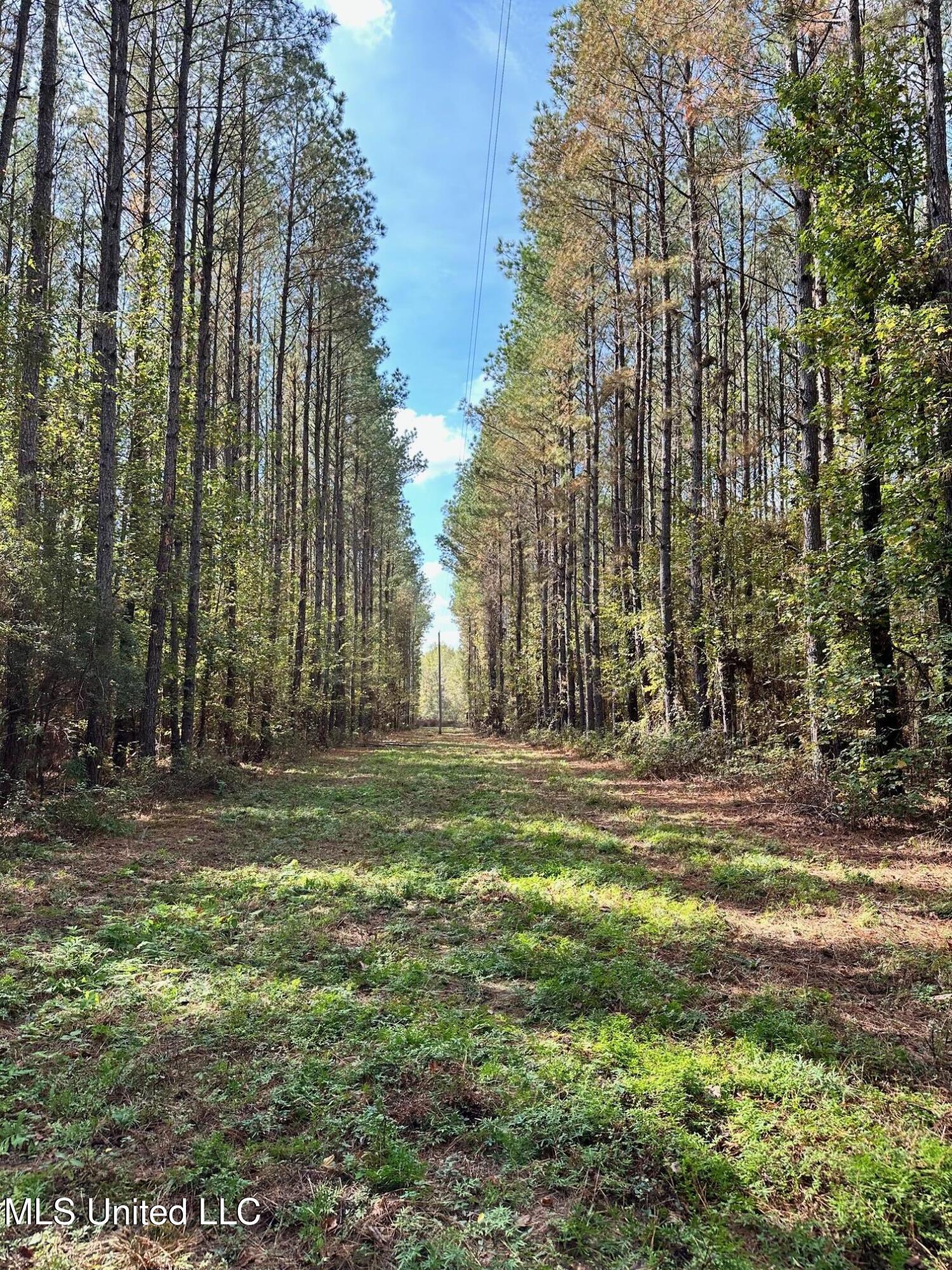 Lot #5 Swamp Road, Carthage, Mississippi image 2