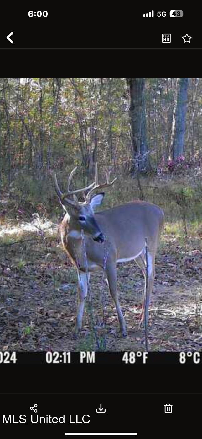 Lot #5 Swamp Road, Carthage, Mississippi image 47