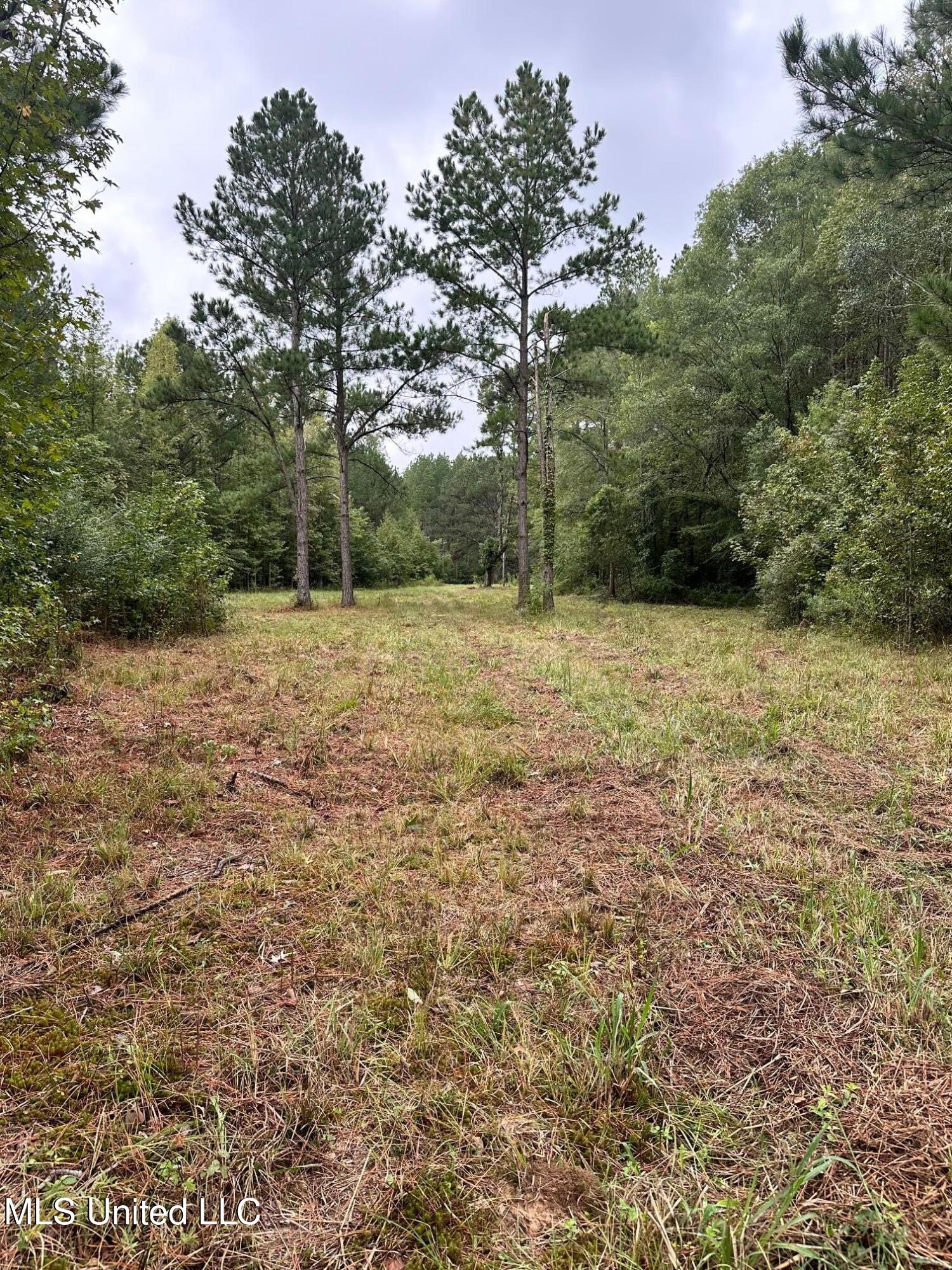 Lot #5 Swamp Road, Carthage, Mississippi image 13