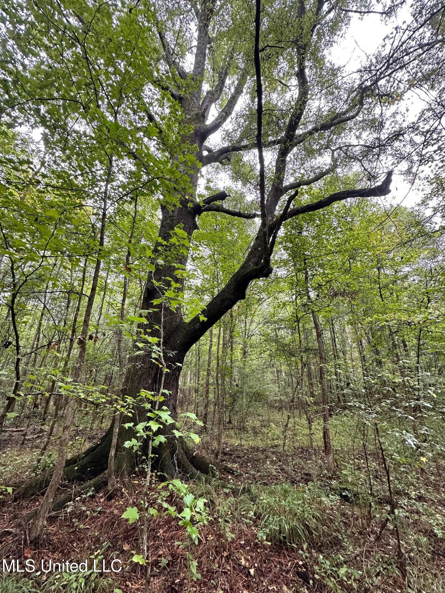 Lot #5 Swamp Road, Carthage, Mississippi image 16