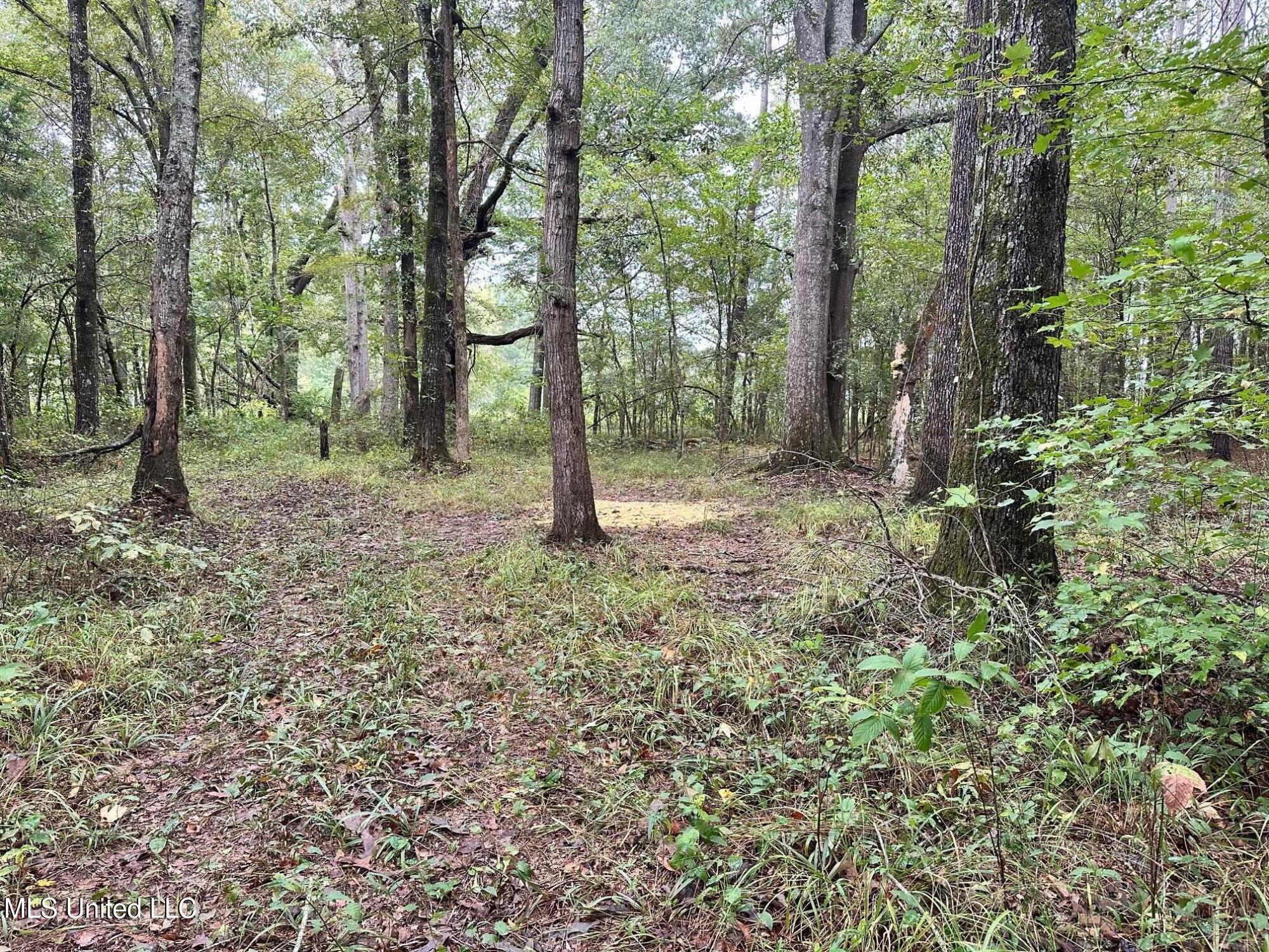 Lot #5 Swamp Road, Carthage, Mississippi image 19