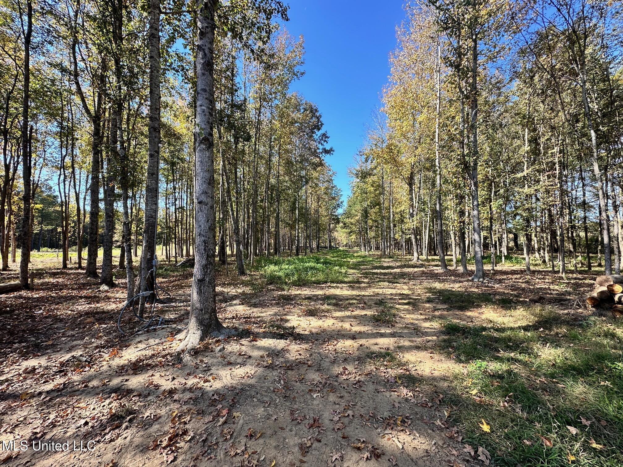 Lot #5 Swamp Road, Carthage, Mississippi image 1