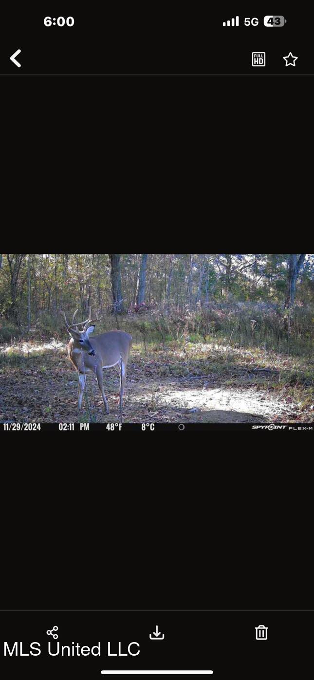 Lot #5 Swamp Road, Carthage, Mississippi image 4