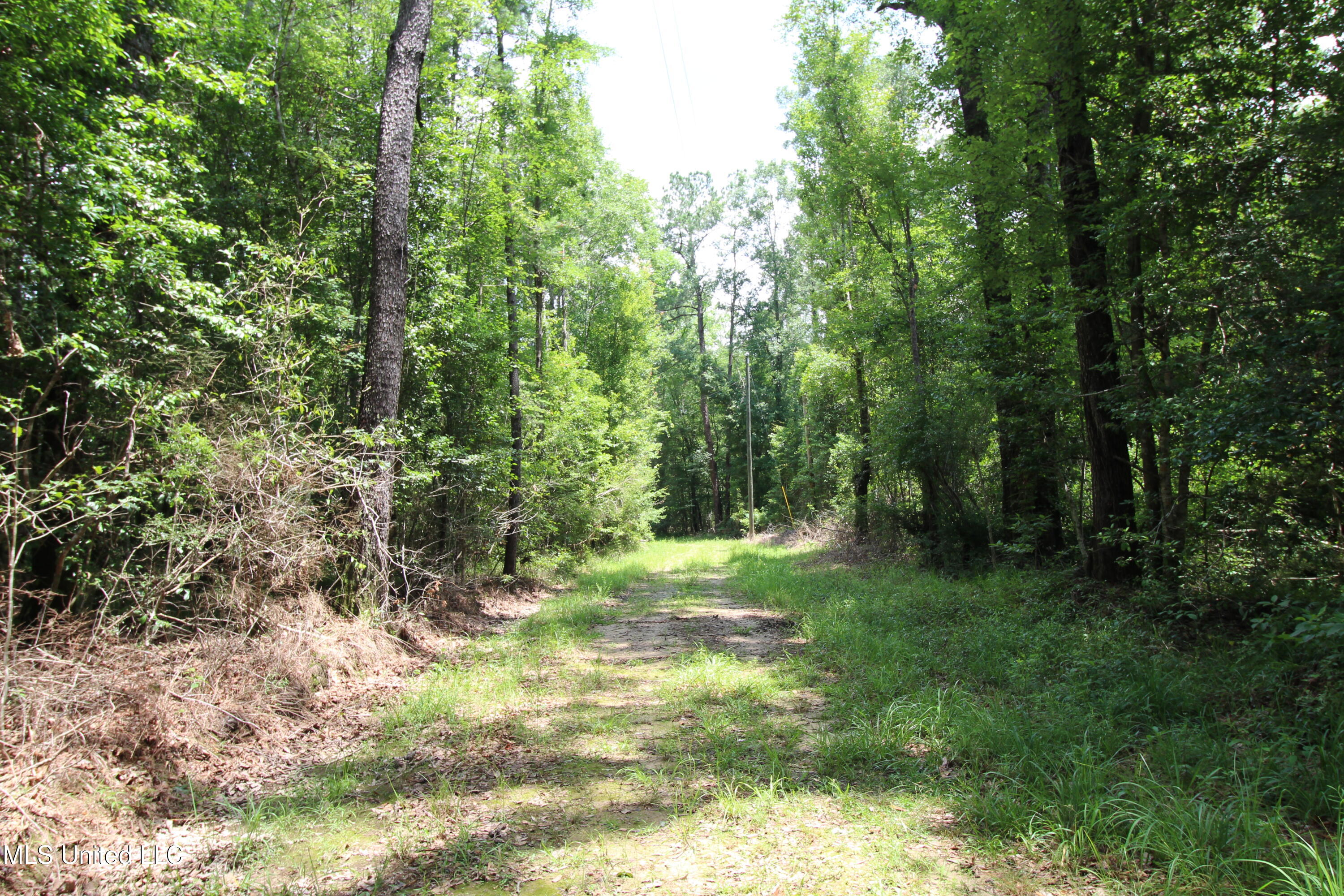 177 +/- Ac Burnis Havard Rd, Perkinston, Mississippi image 3